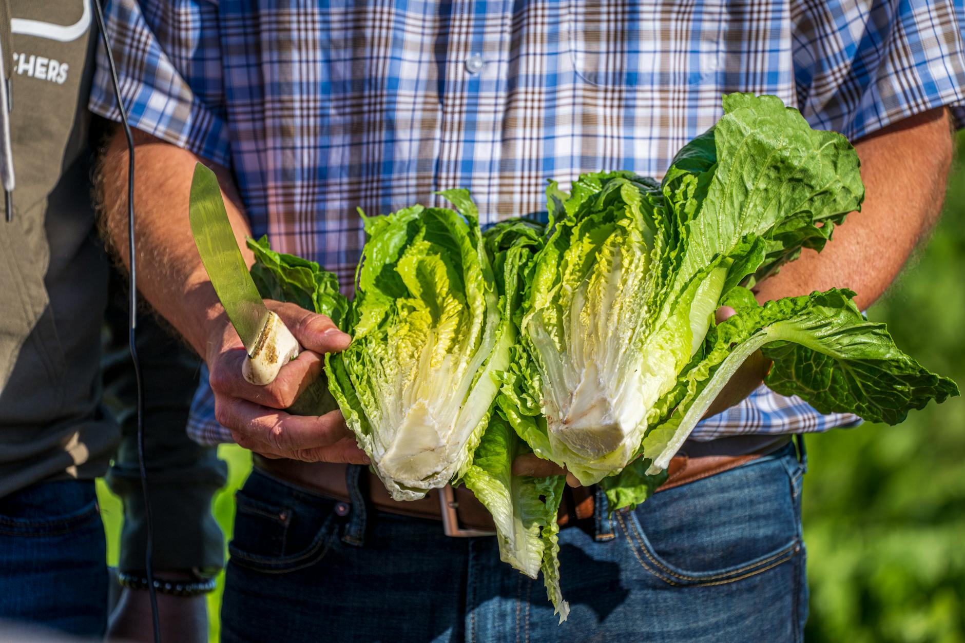 When and How to Harvest Lettuce to Keep It Producing All Season