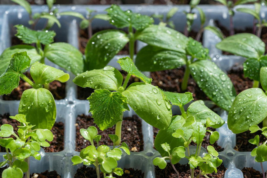 When Should I Start Seeds Indoors Before the Last Frost? A Month-by-Month Seed-Starting Calendar