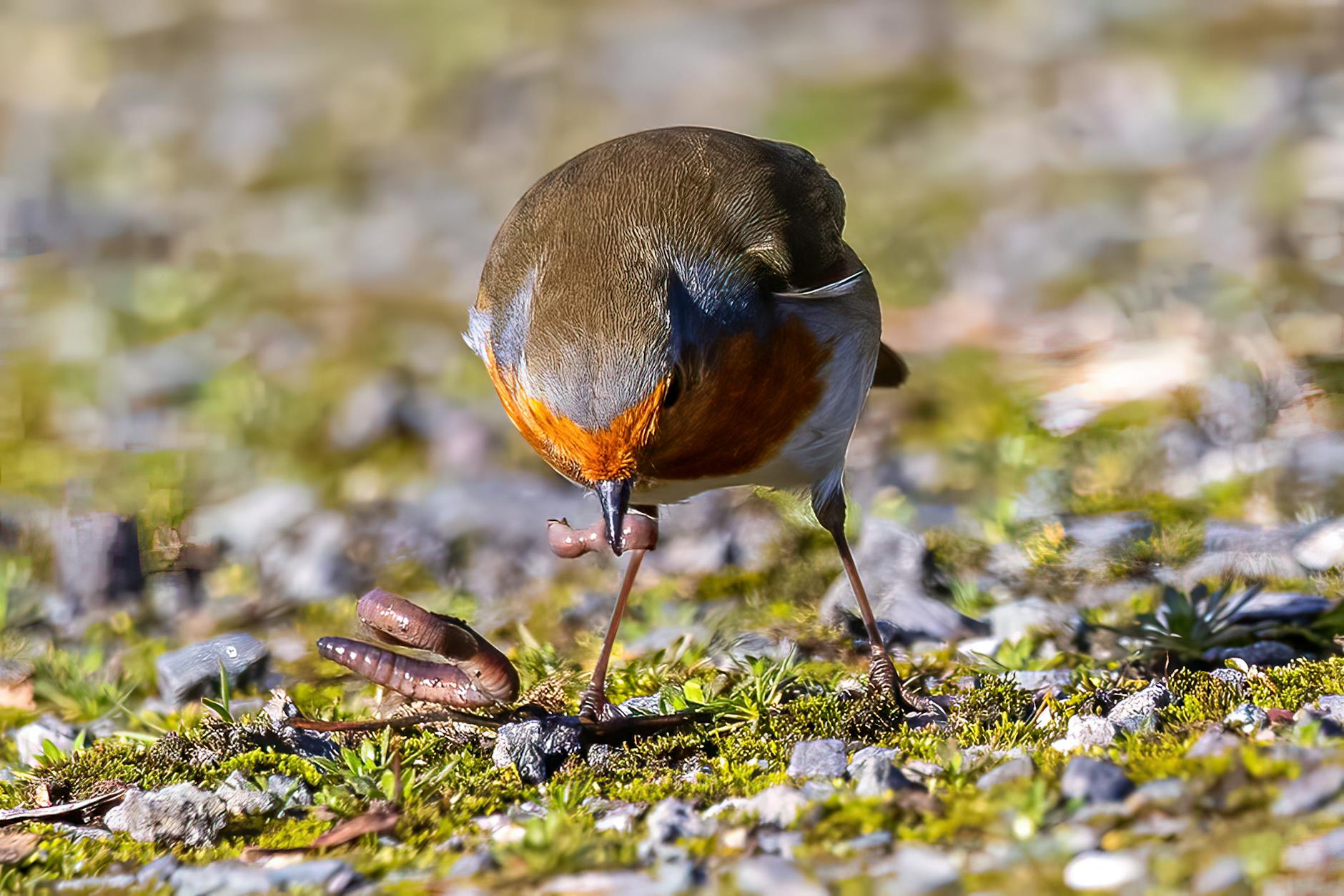 Best Worms for Composting: Red Wigglers vs. Earthworms (And Others)