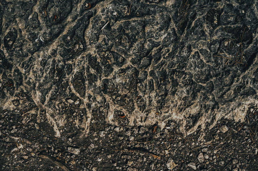 What Role Do Microorganisms Play in Composting? The Biology Explained Simply