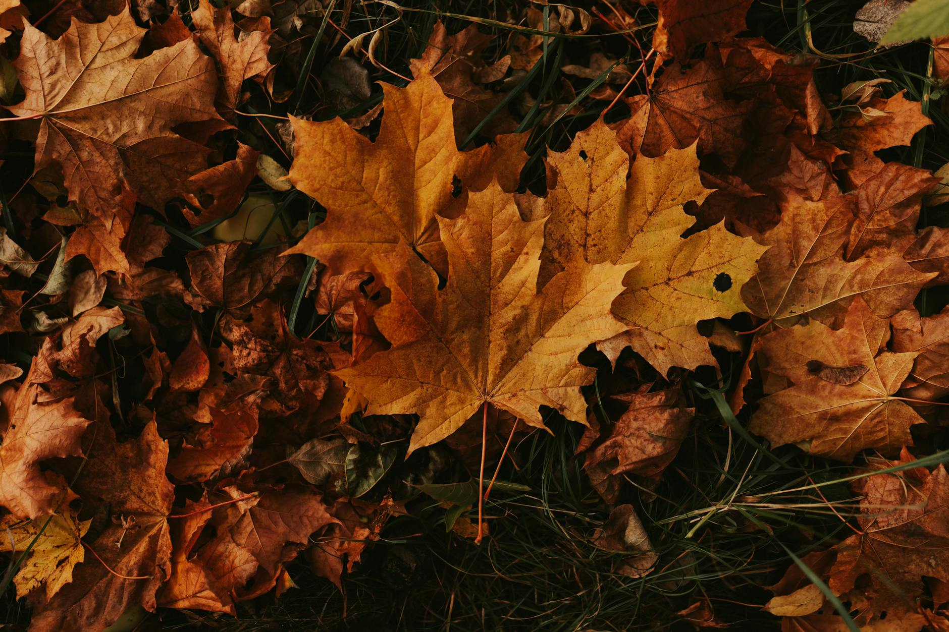 Zone 6b Fall Planting Guide: September, October & the Race to First