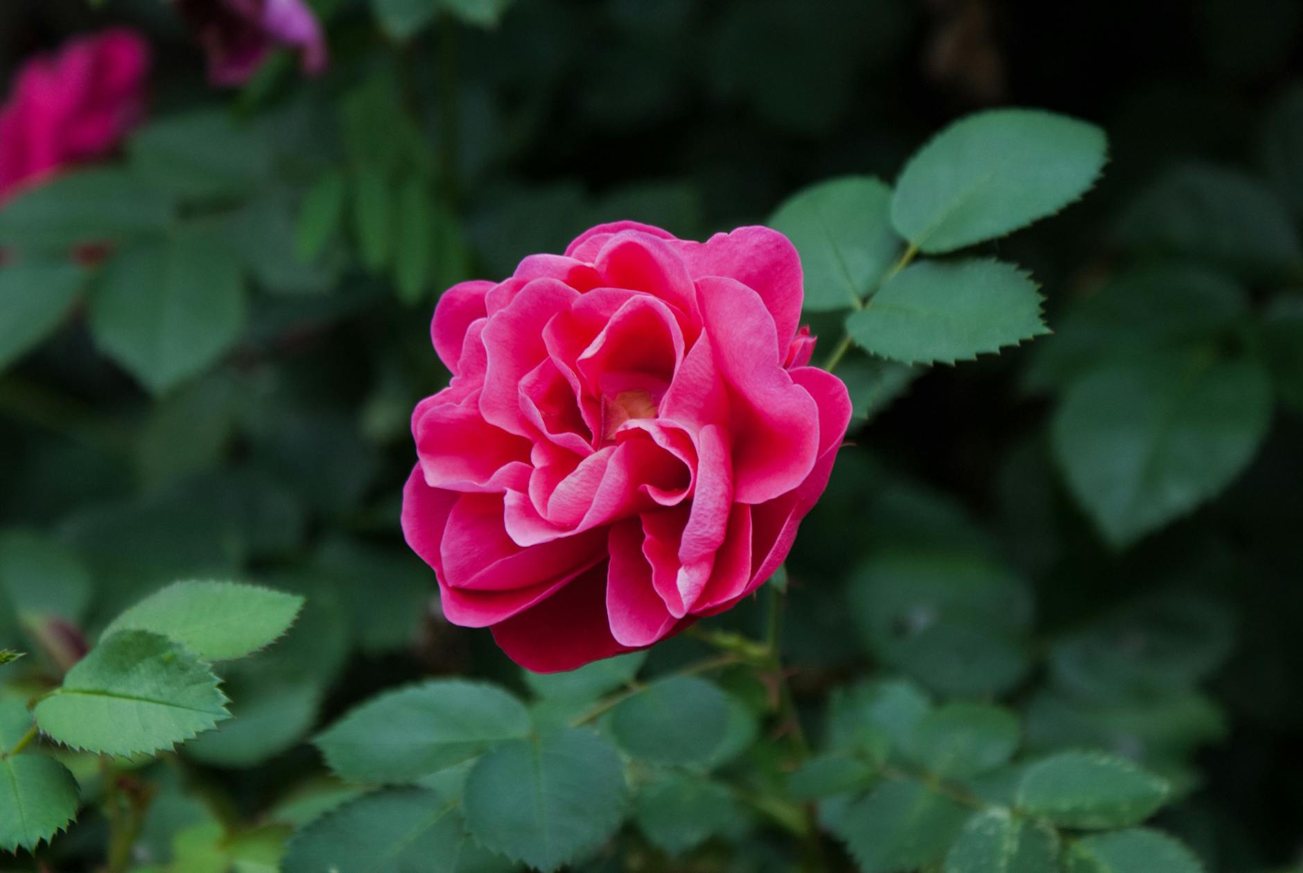 Zone 9a Summer Planting Guide: June Through September