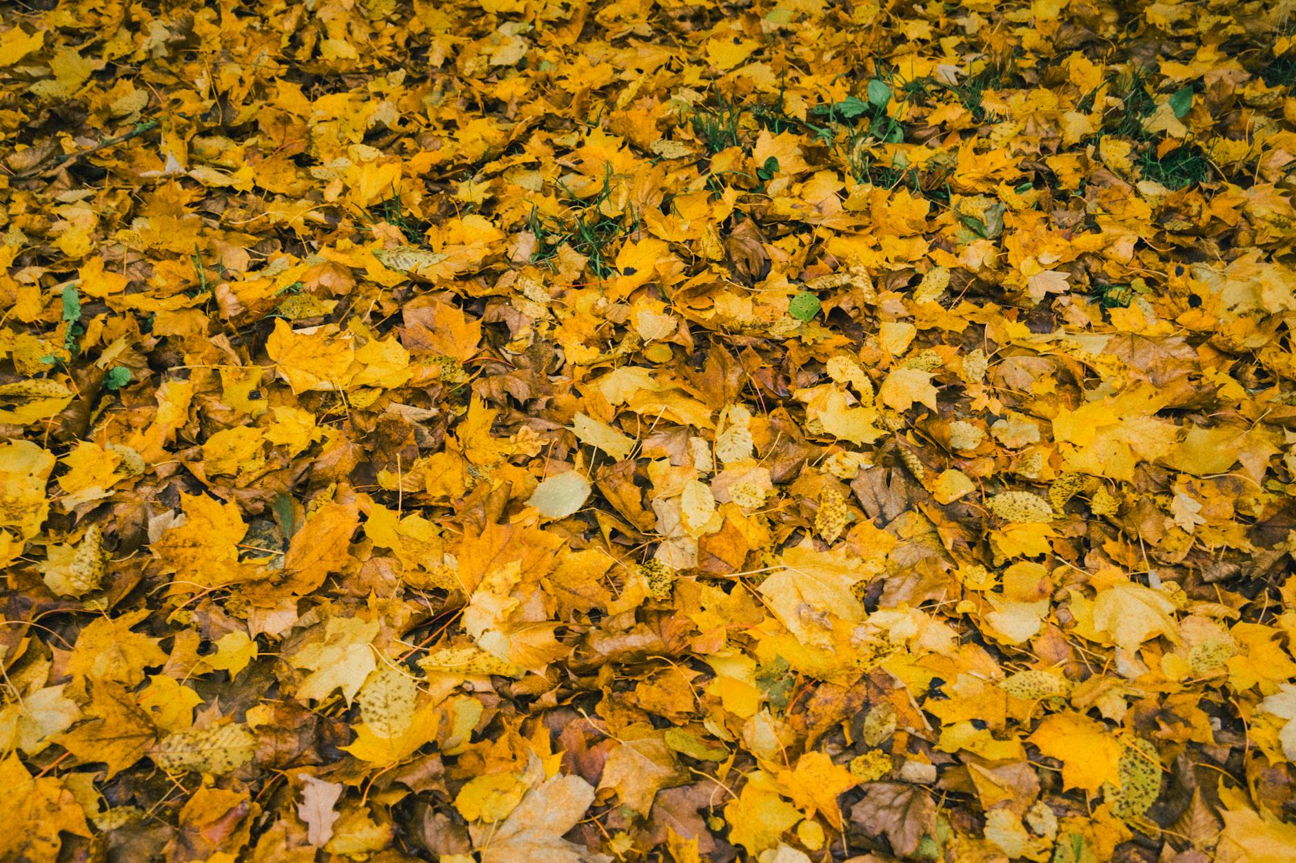 Zone 10 Fall Planting Guide: What to Plant October and November
