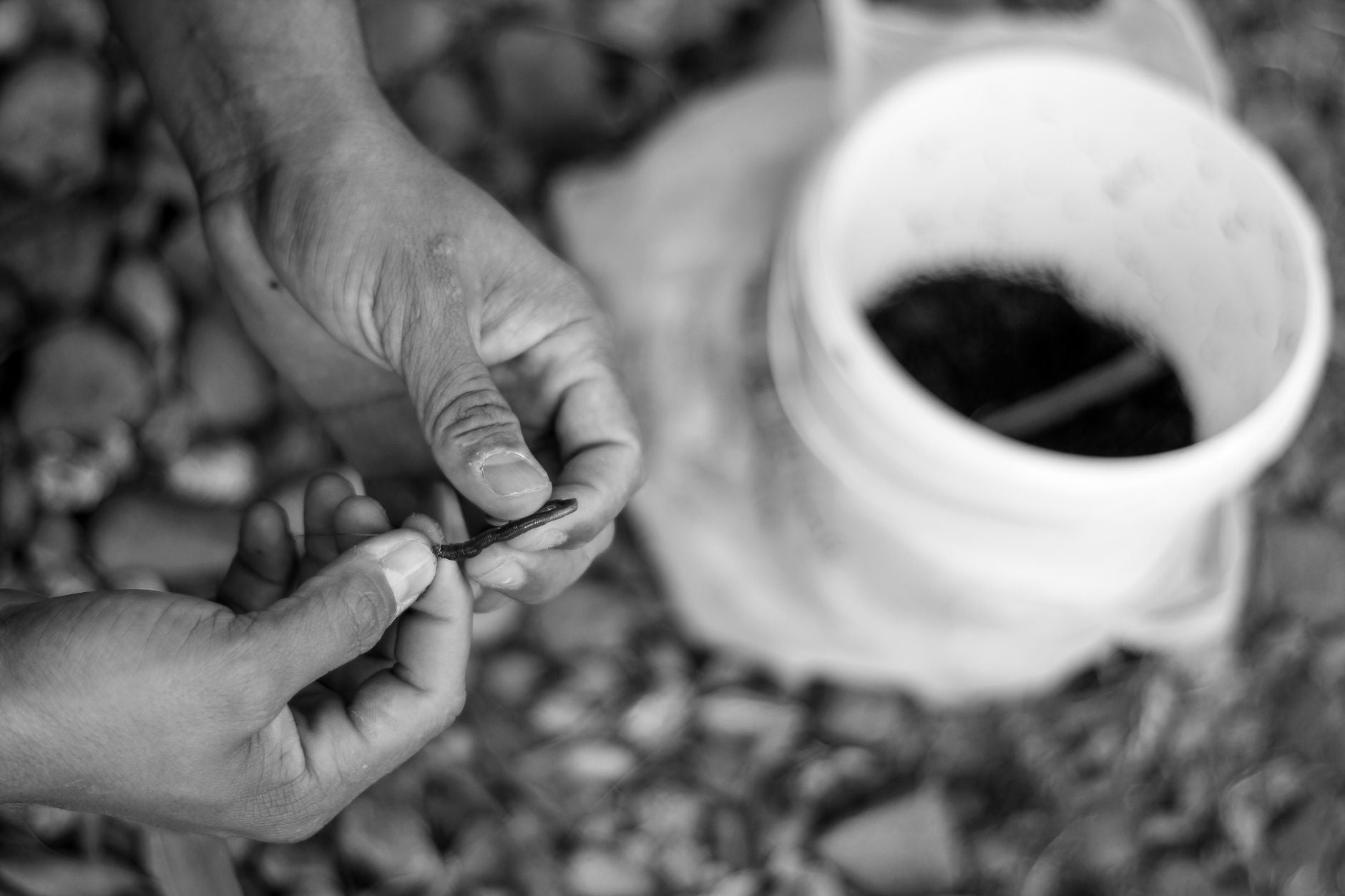 What Is Vermicomposting? (Worm Composting Explained)