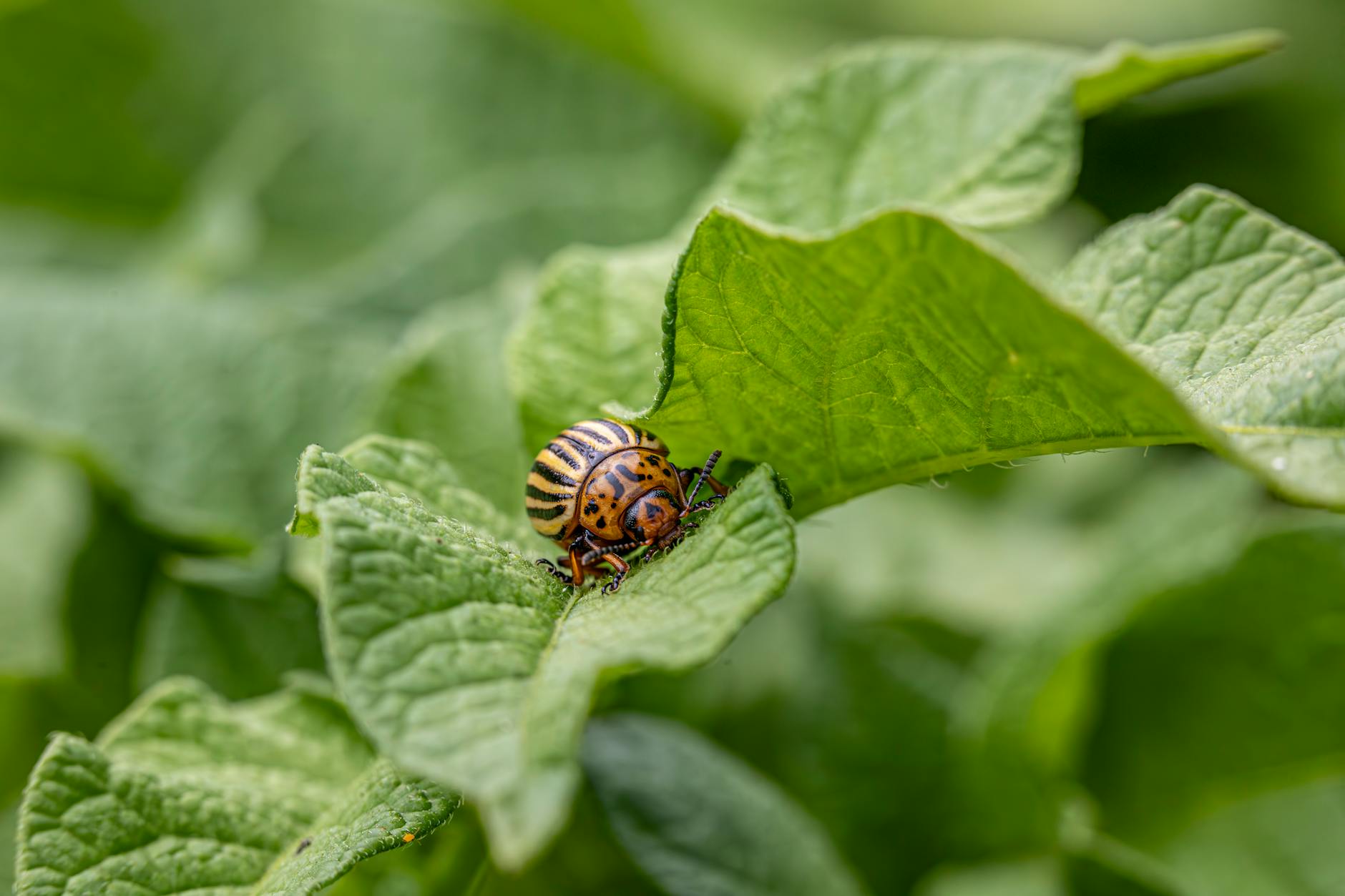 What Are the Most Common Garden Pests and How Do I Get Rid of Them Organically?