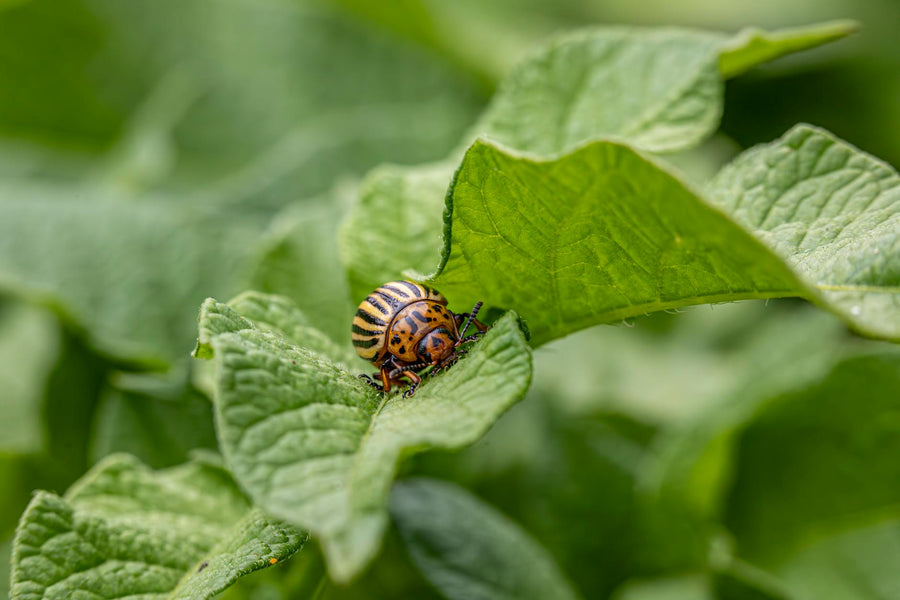 What Are the Most Common Garden Pests and How Do I Get