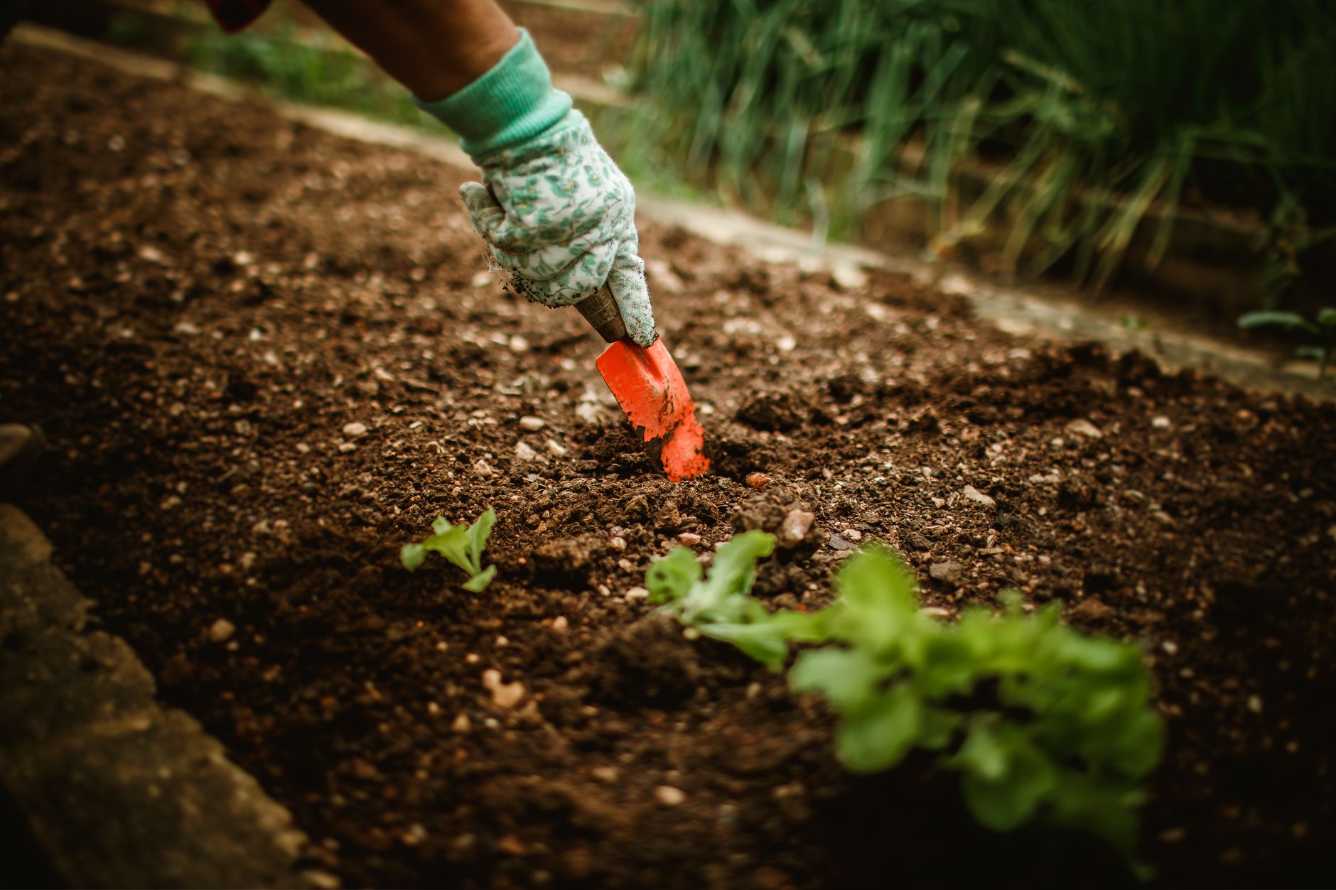 Best Compost for a Vegetable Garden (and How to Make Your Own)
