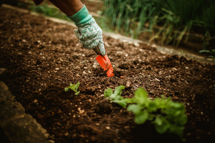 Best Compost for a Vegetable Garden (and How to Make Your Own)