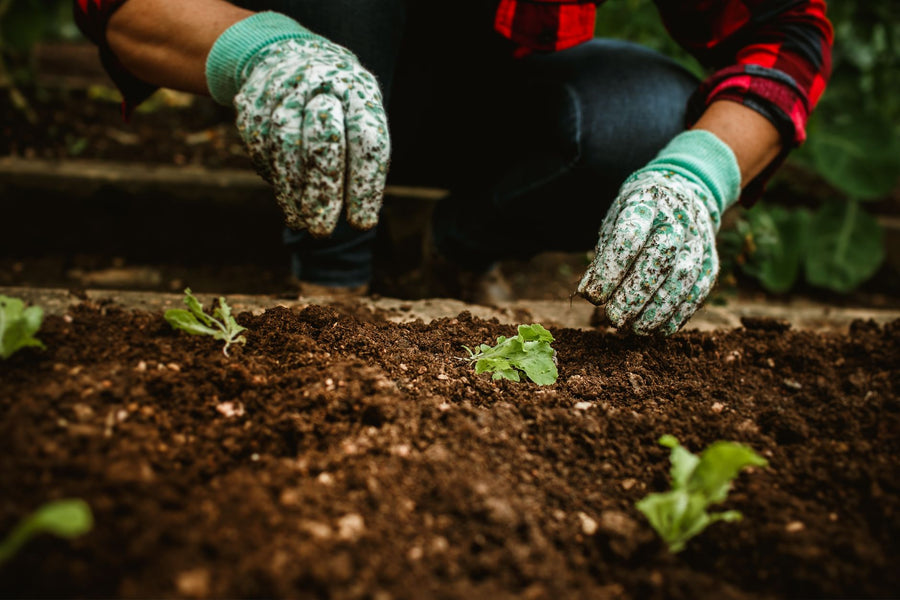 How Compost Improves Soil (The Science Behind It)