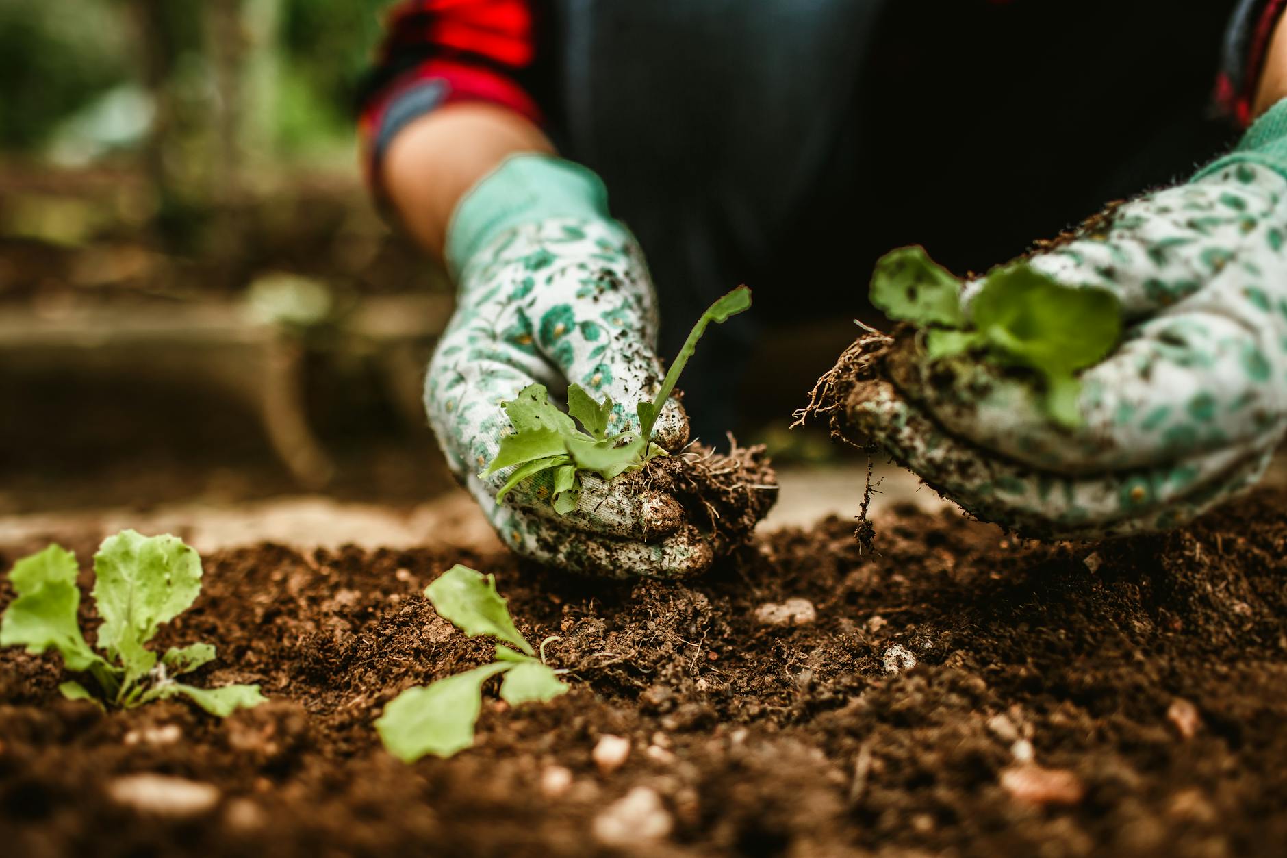 How Do I Prepare My Vegetable Garden in Spring? A Step-by-Step Guide for Beginners