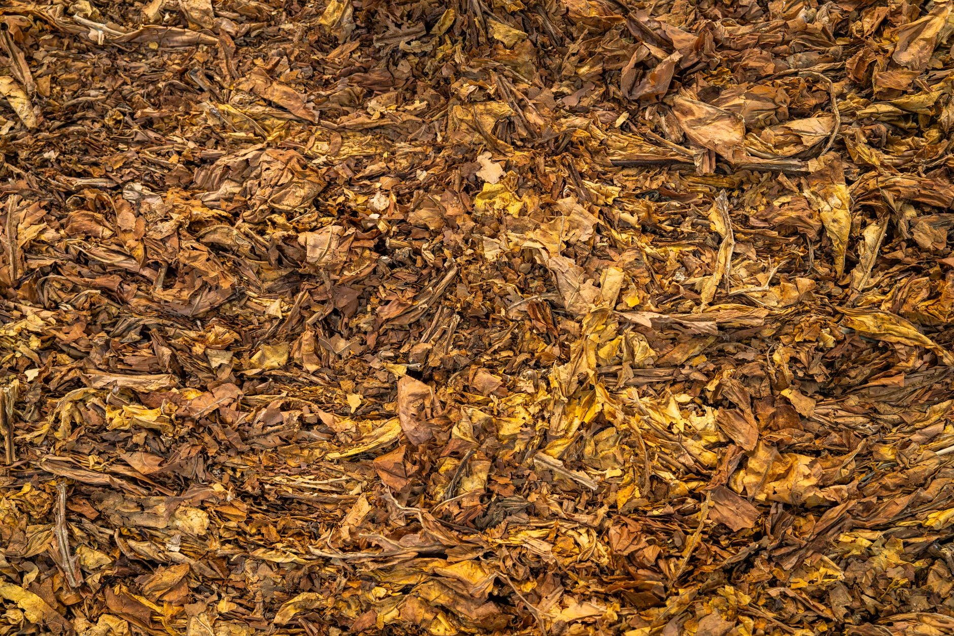 What Happens to Food in a Compost Pile? (Week by Week)