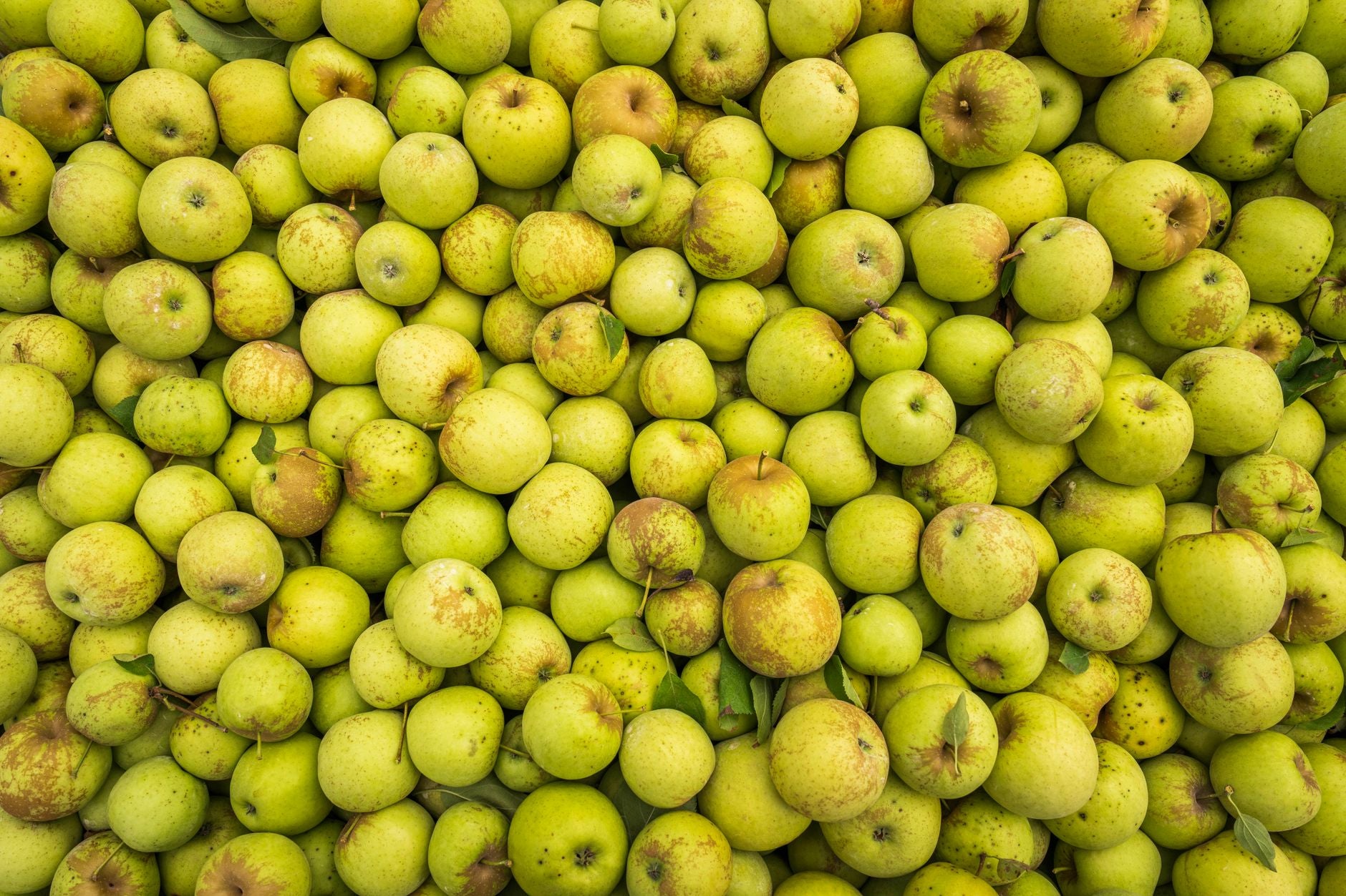 How Long Do Apples Last in the Fridge? (Whole, Cut & Storage Tips)