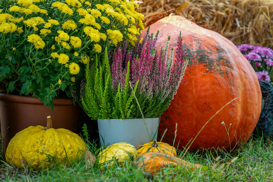 Zone 5b Fall Planting Guide: How to Harvest More Before the First