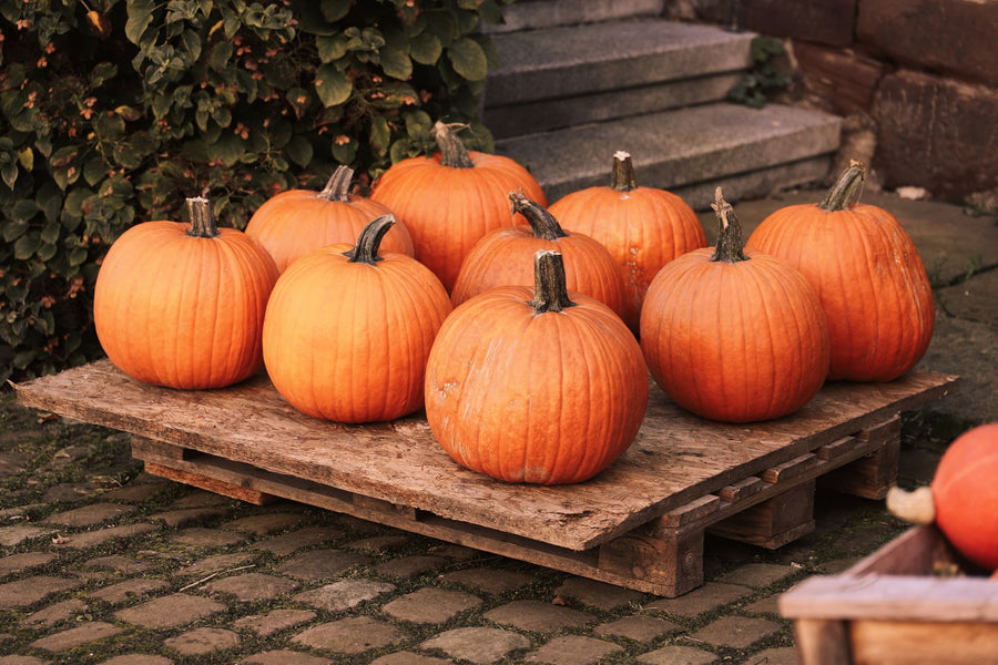 Can You Compost Pumpkins? (After Halloween)