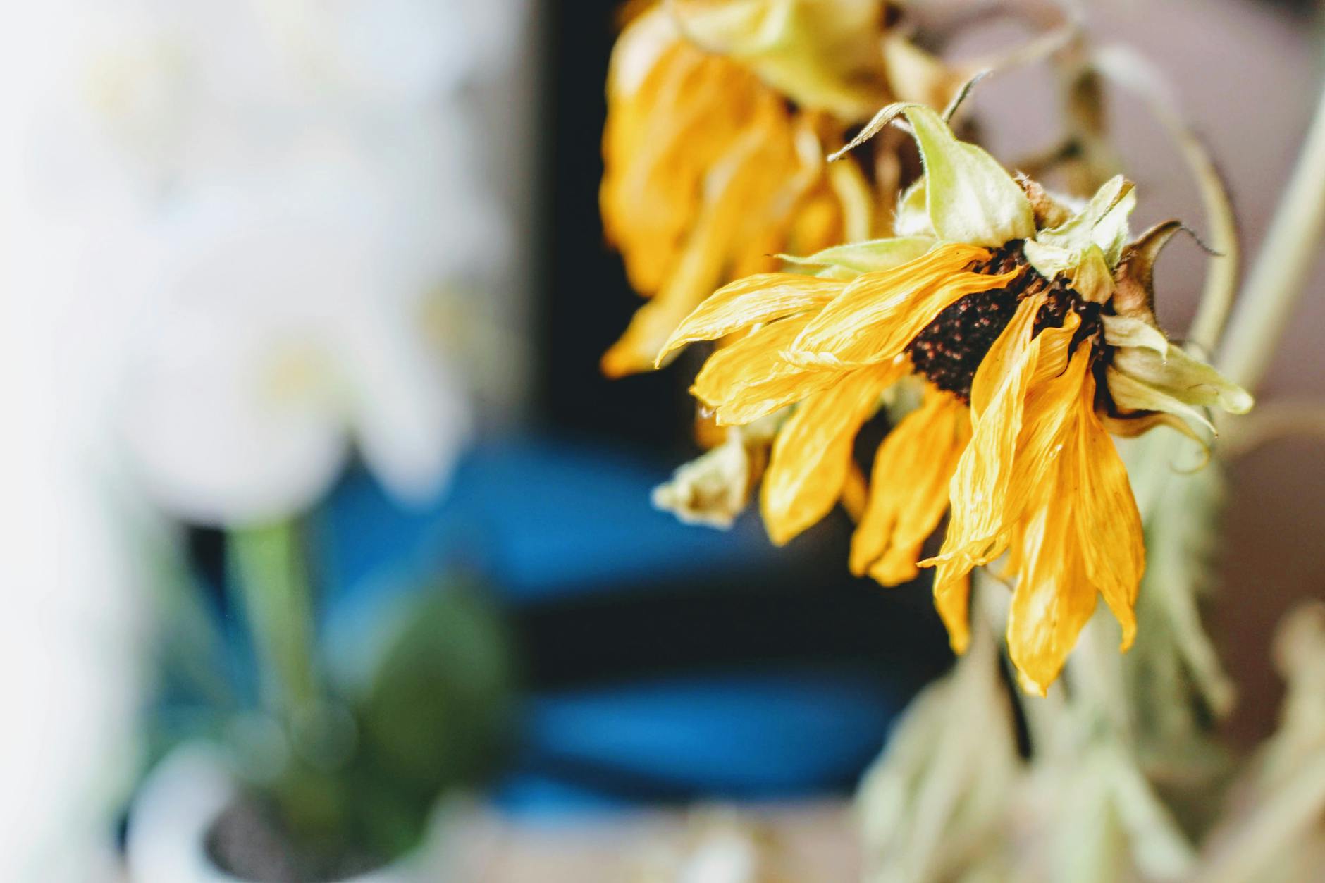 Why Your Indoor Plants Keep Dying — And the One Fix That Actually