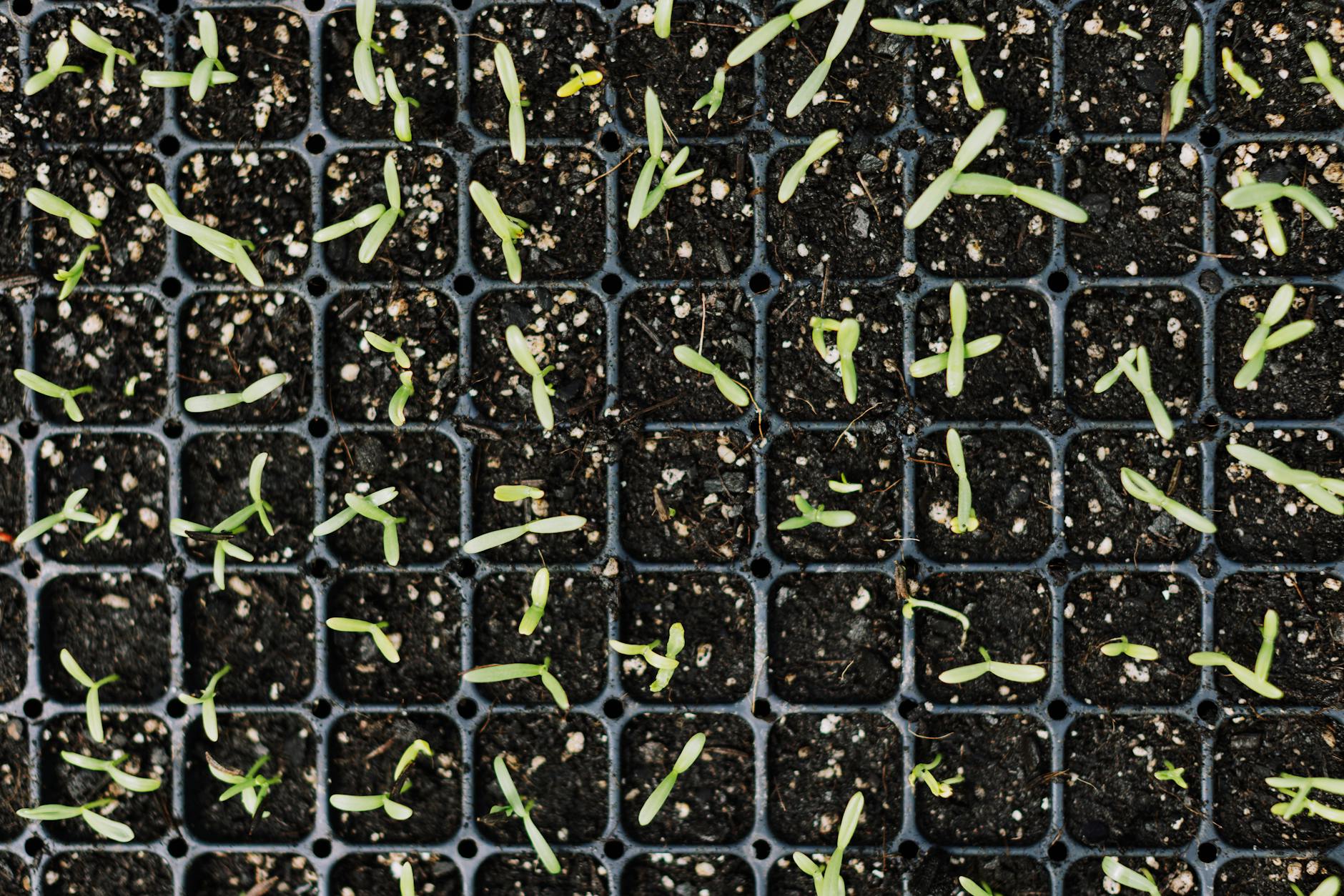 How Do I Go from Seed to Transplant? A Step-by-Step Germinat