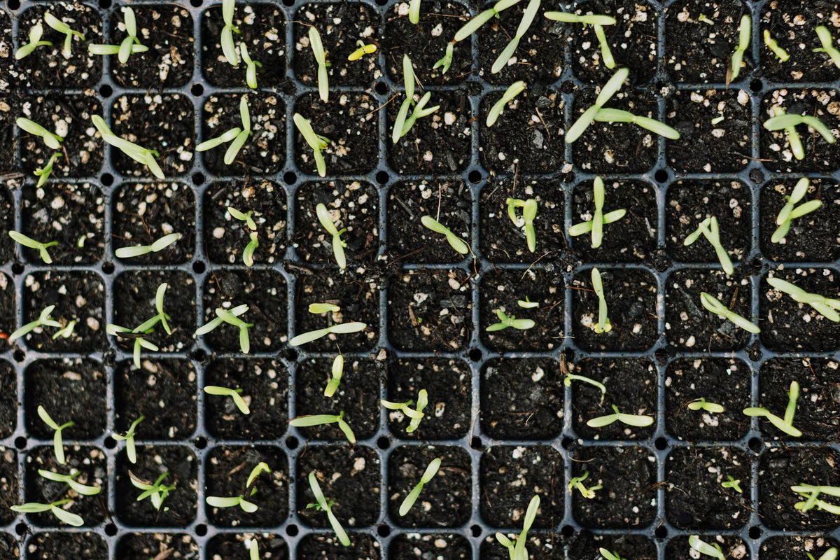 How Do I Go from Seed to Transplant? A Step-by-Step Germination Guide