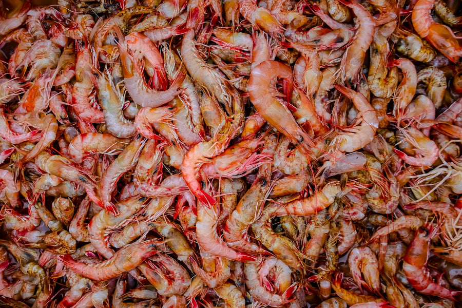 Can I Compost Shrimp Shells and Seafood Scraps? (Complete Guide)