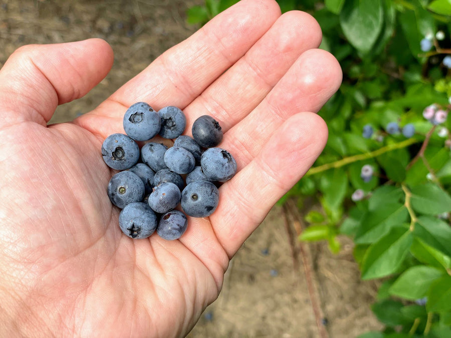 Compost for Blueberries: What Works and What Doesn't