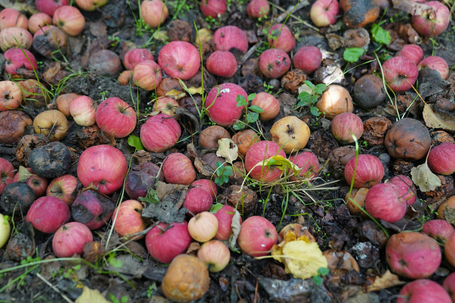 How to Use Fallen Leaves as Compost Material: The Complete Guide