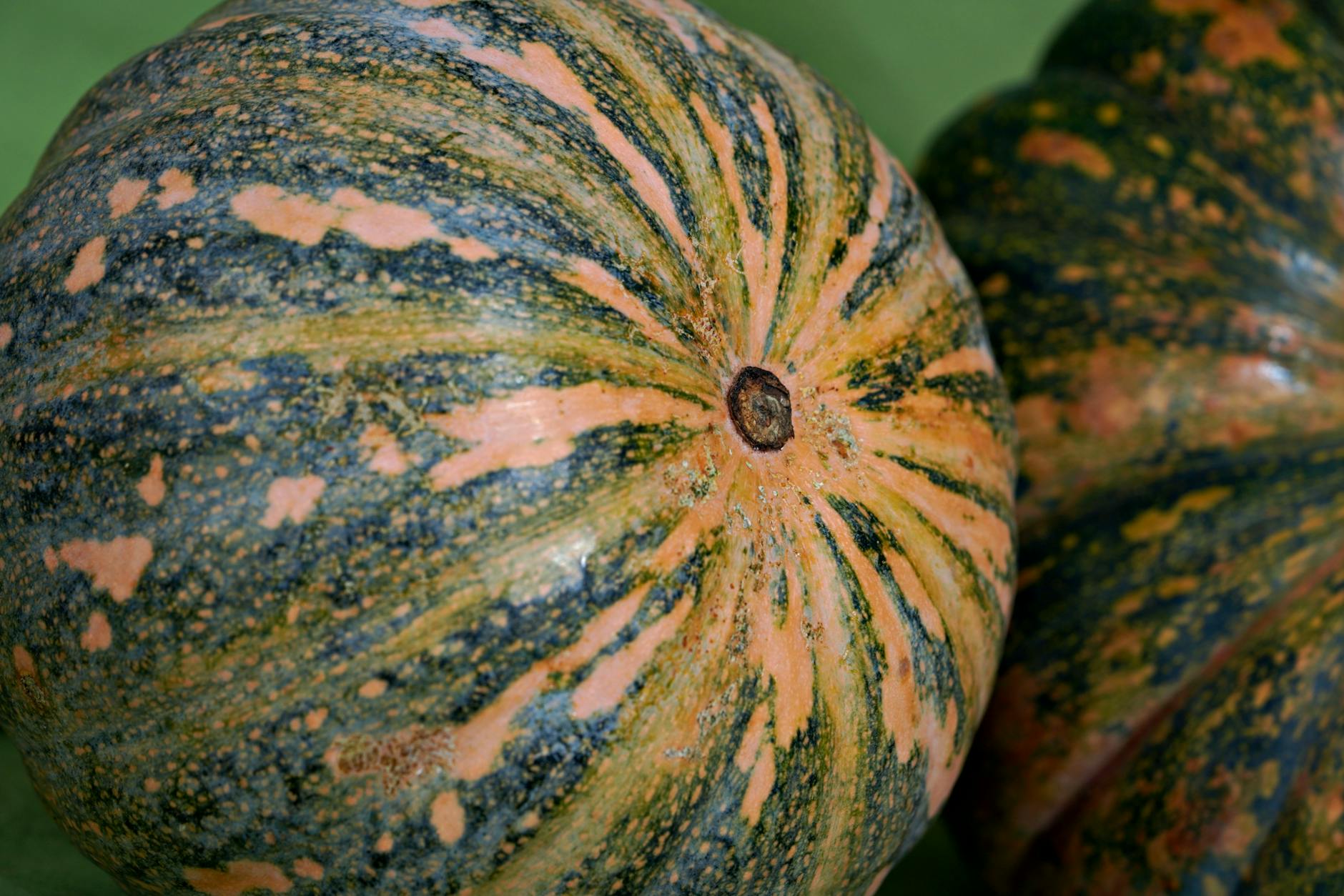 How to Grow Cucumbers and Zucchini: A Full Guide from Planting to Harvest