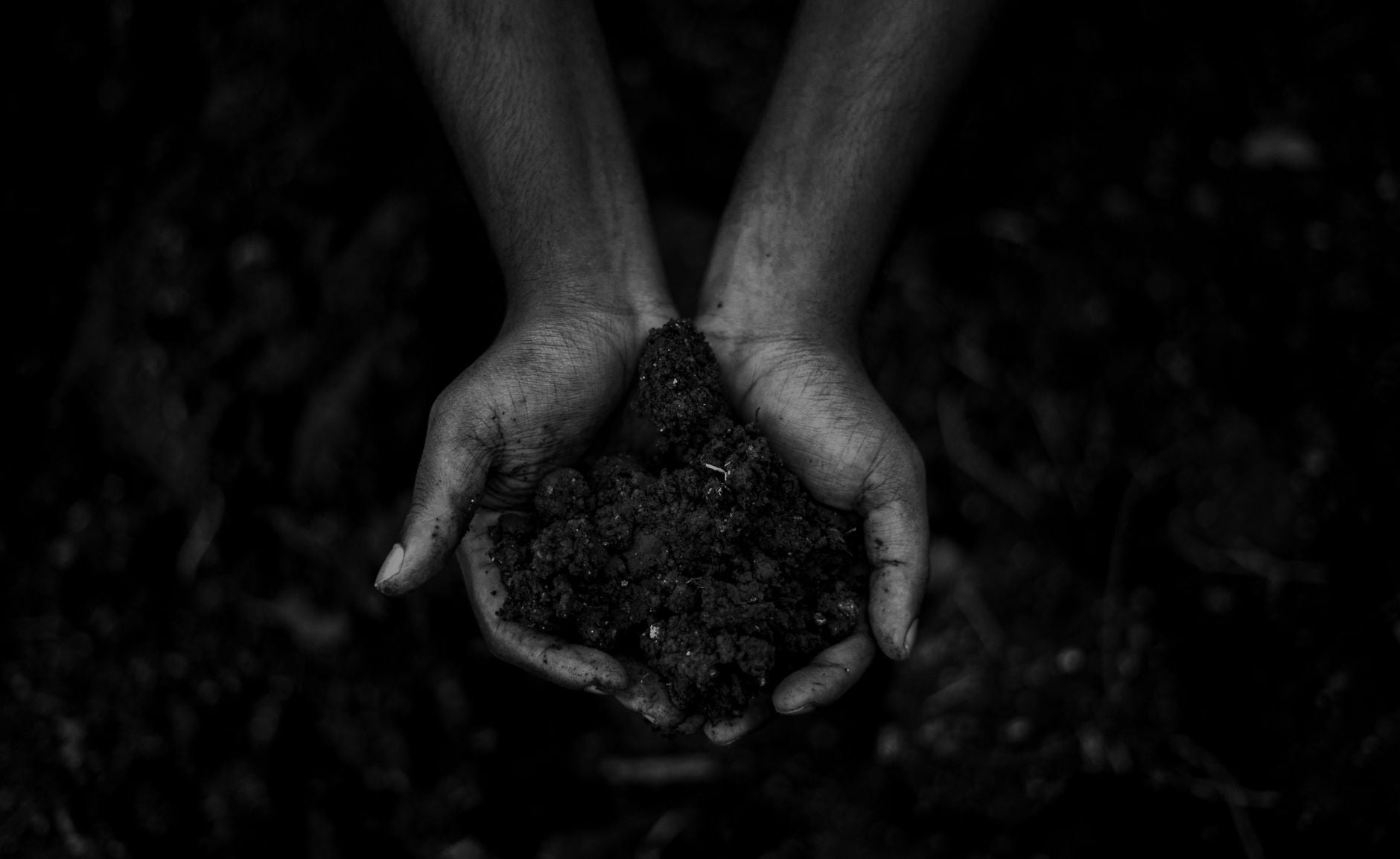 What Is Humus? (And Why It Matters for Your Garden)