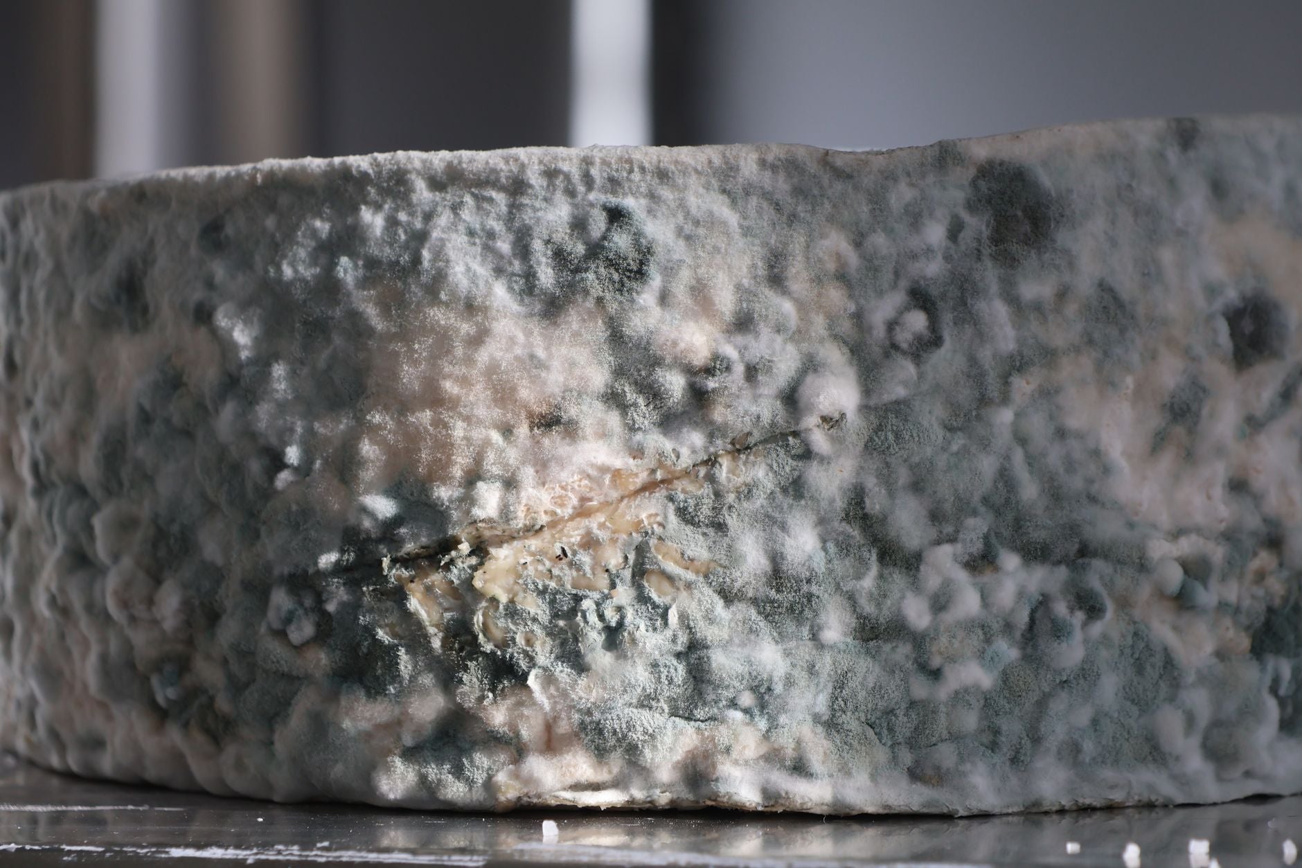 Can You Compost Moldy Food? (The Answer Might Surprise You)