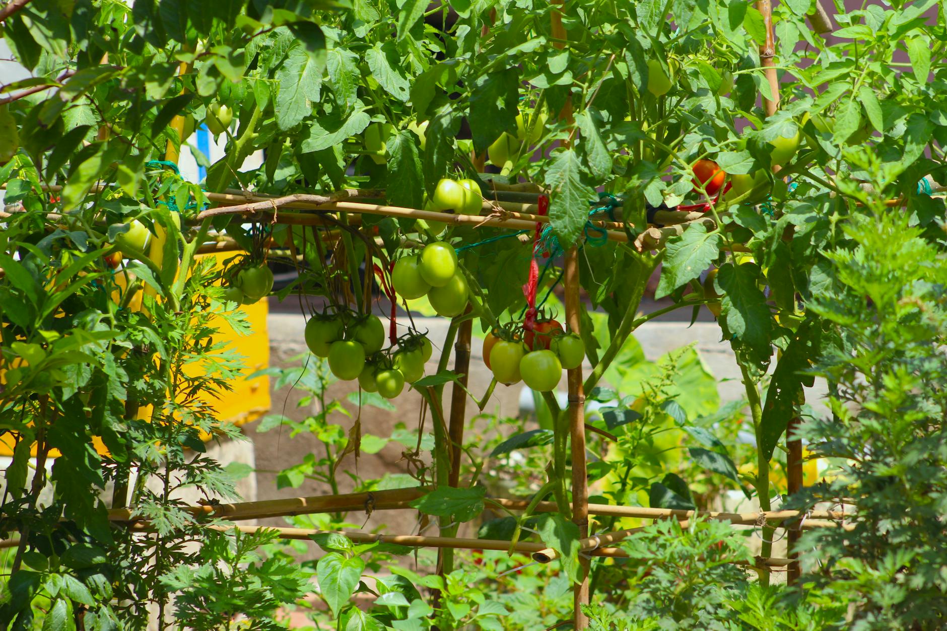 How to Use Compost for Tomatoes: Timing, Amount, and Application