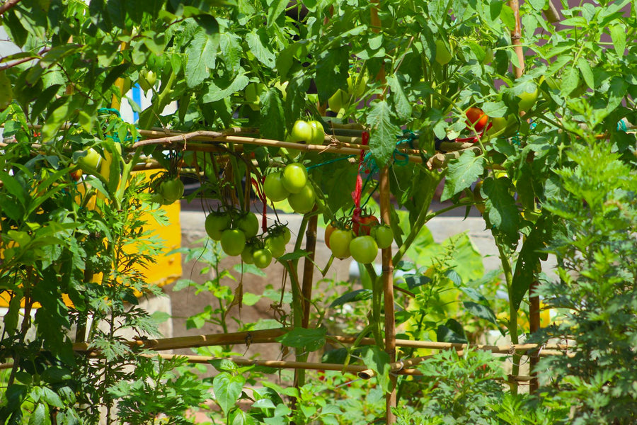 How to Use Compost for Tomatoes: Timing, Amount, and Application