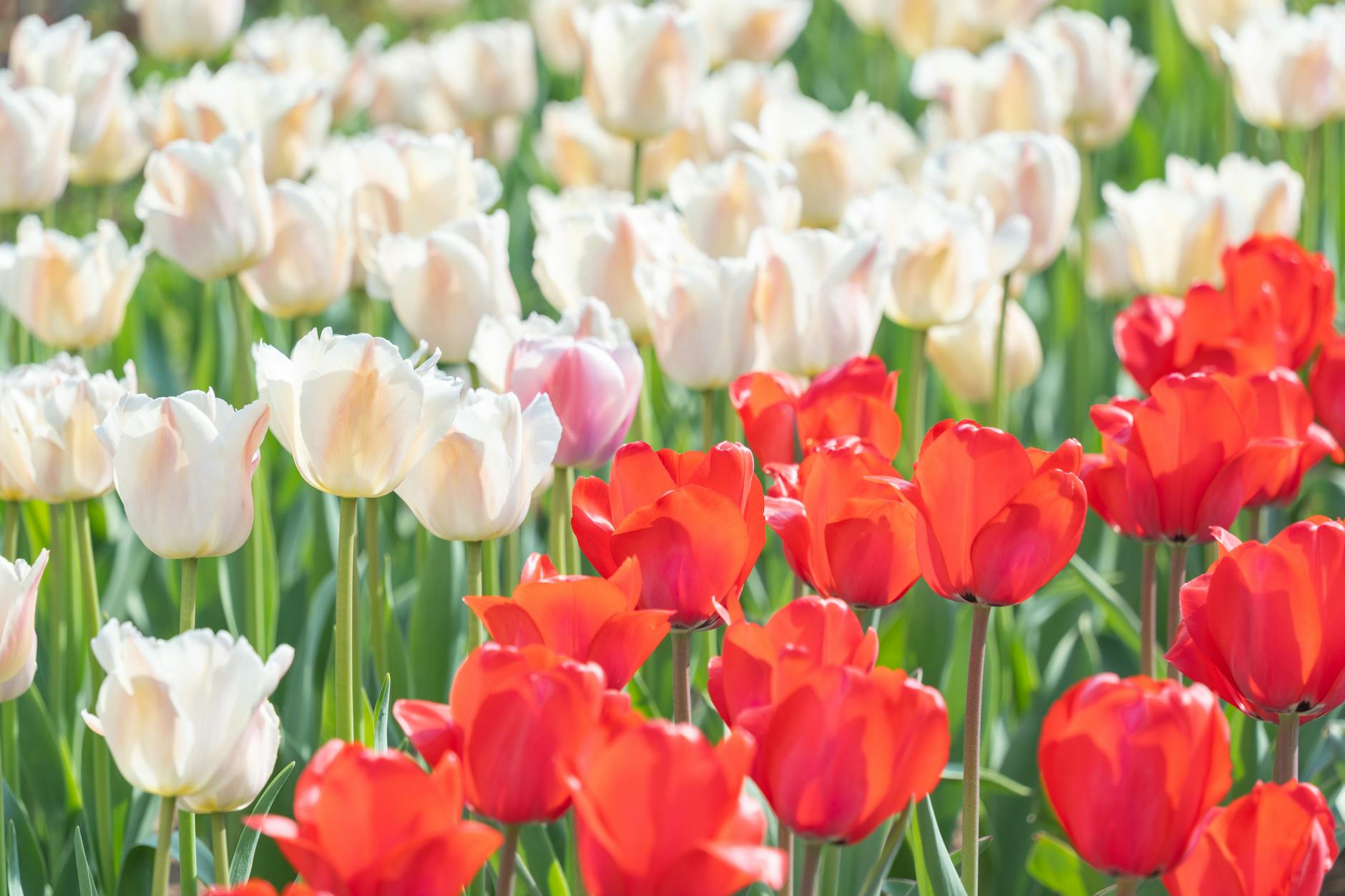 Zone 7b Spring Planting Guide: What to Grow March Through May