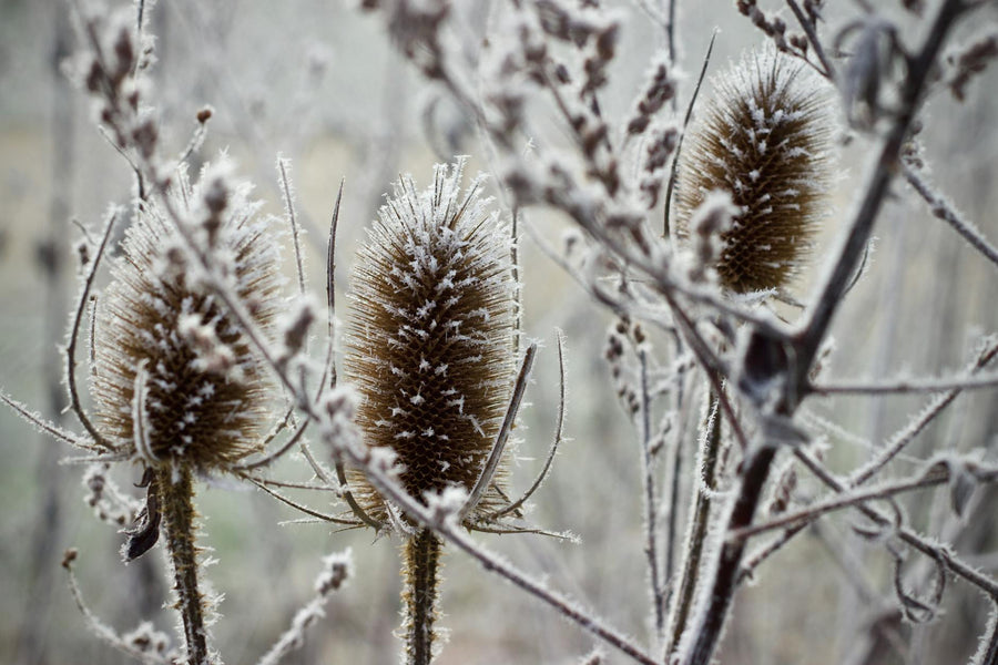 Zone 10 Winter Planting Guide: What to Grow December Through February