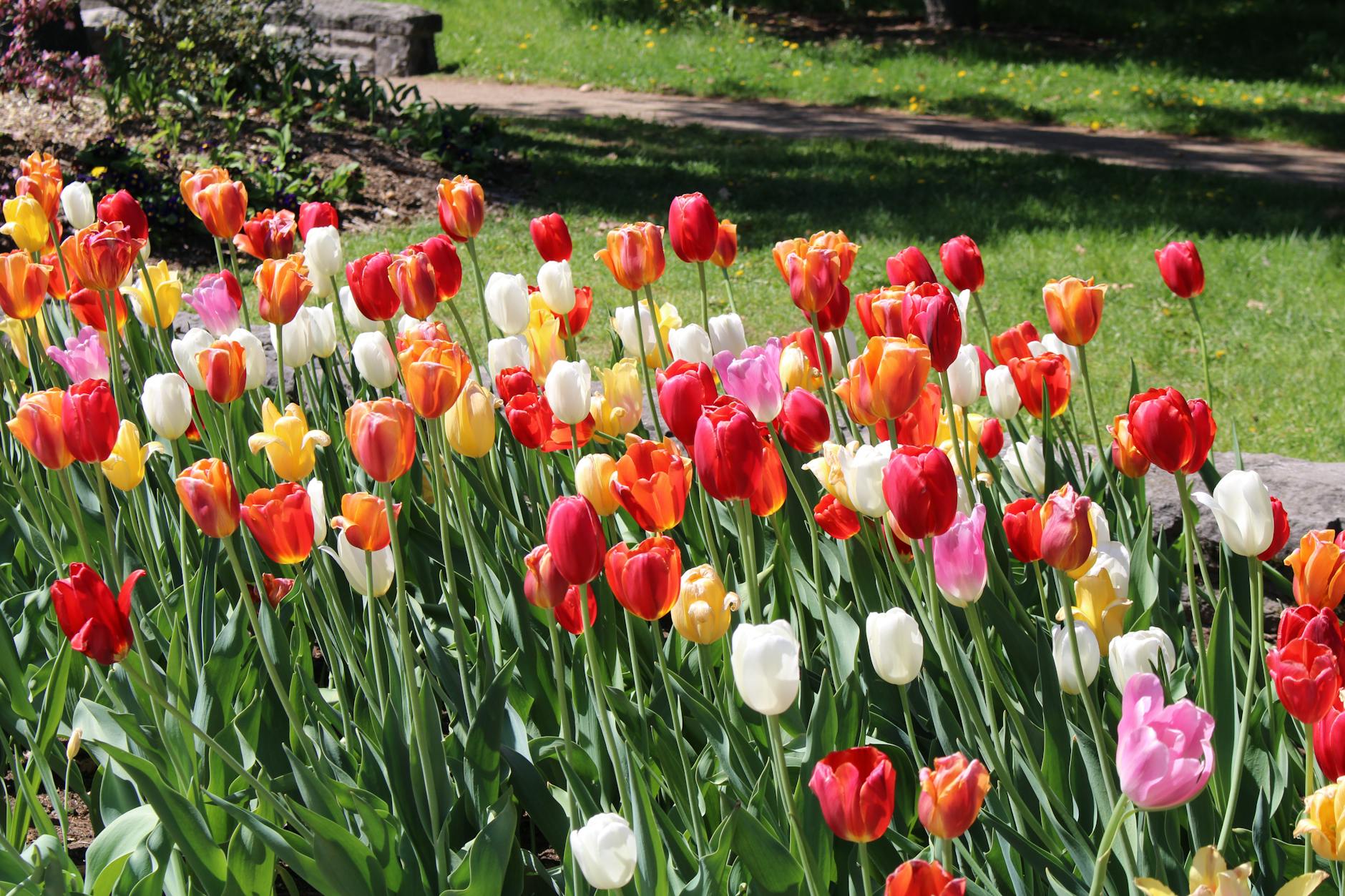 Zone 9a Spring Planting Guide: February Through May