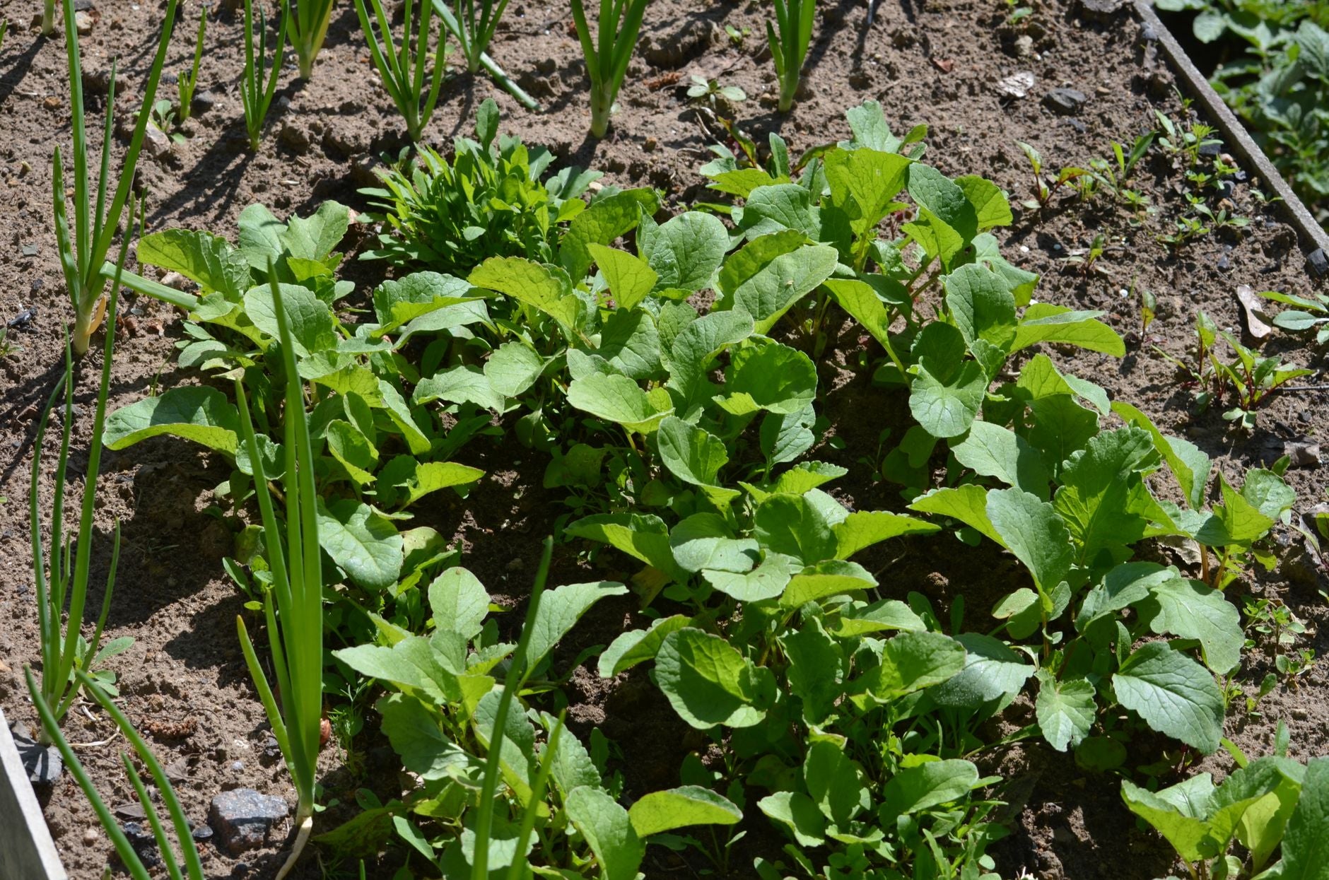 How to Layer Compost in Raised Beds