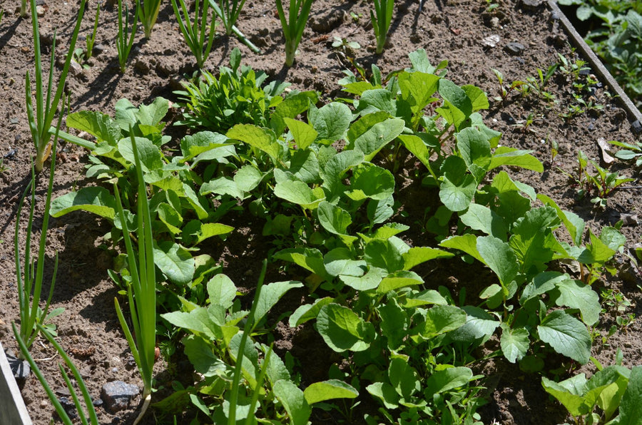 How to Layer Compost in Raised Beds