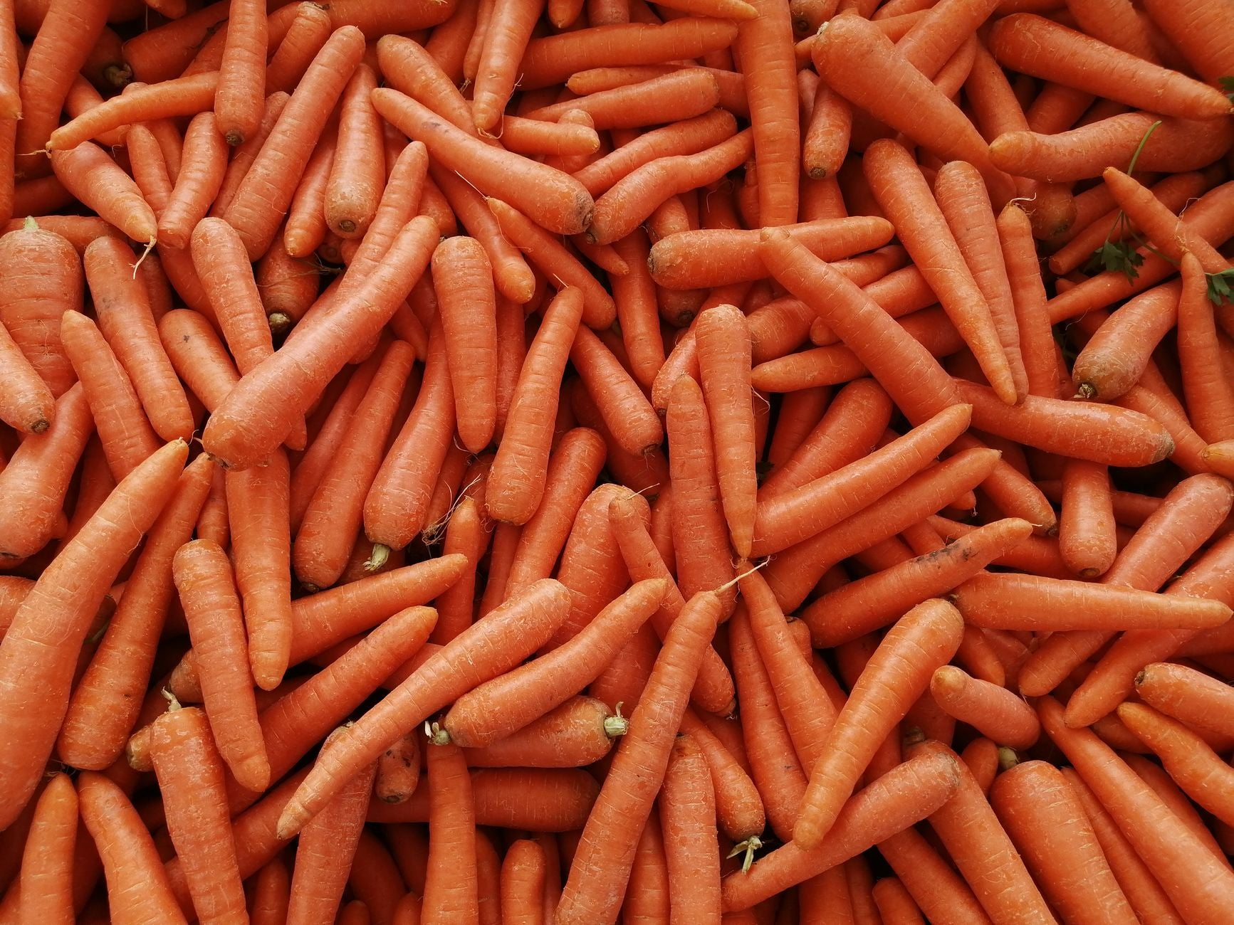 How Long Do Carrots Last in the Fridge? (Whole, Baby & Cut)
