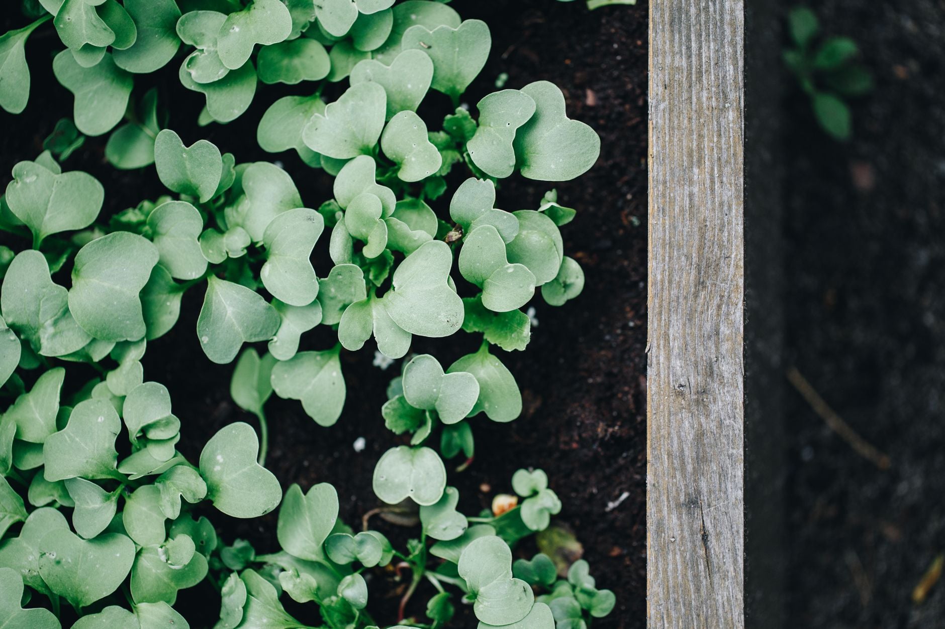 How Much Compost Do I Need? (By Bed Size)