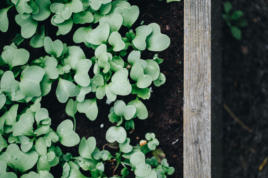 How Much Compost Do I Need? (By Bed Size)