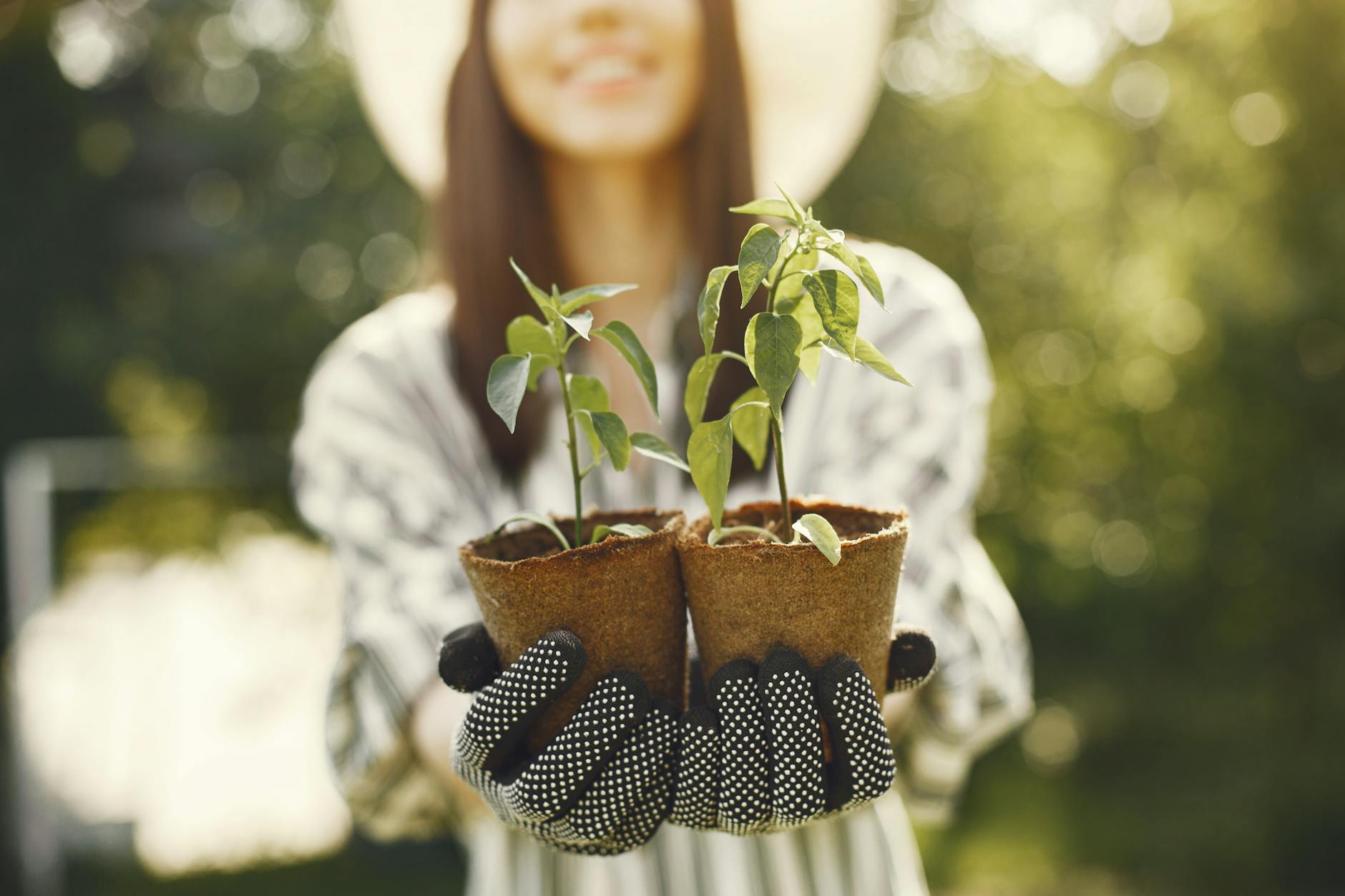 How to Plant Pepper Seedlings and Care for Them After Transplanting