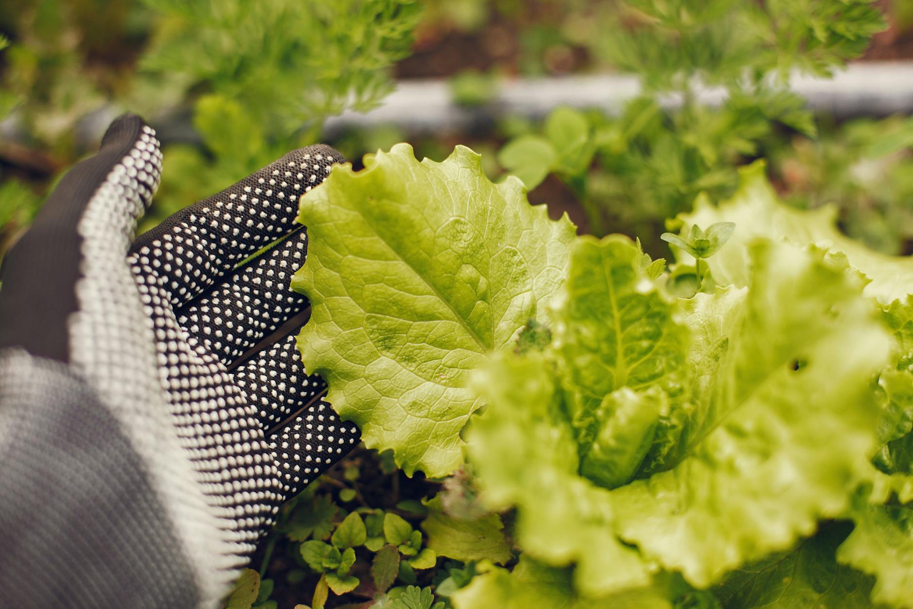 How to Grow Lettuce and Leafy Greens Easily at Home