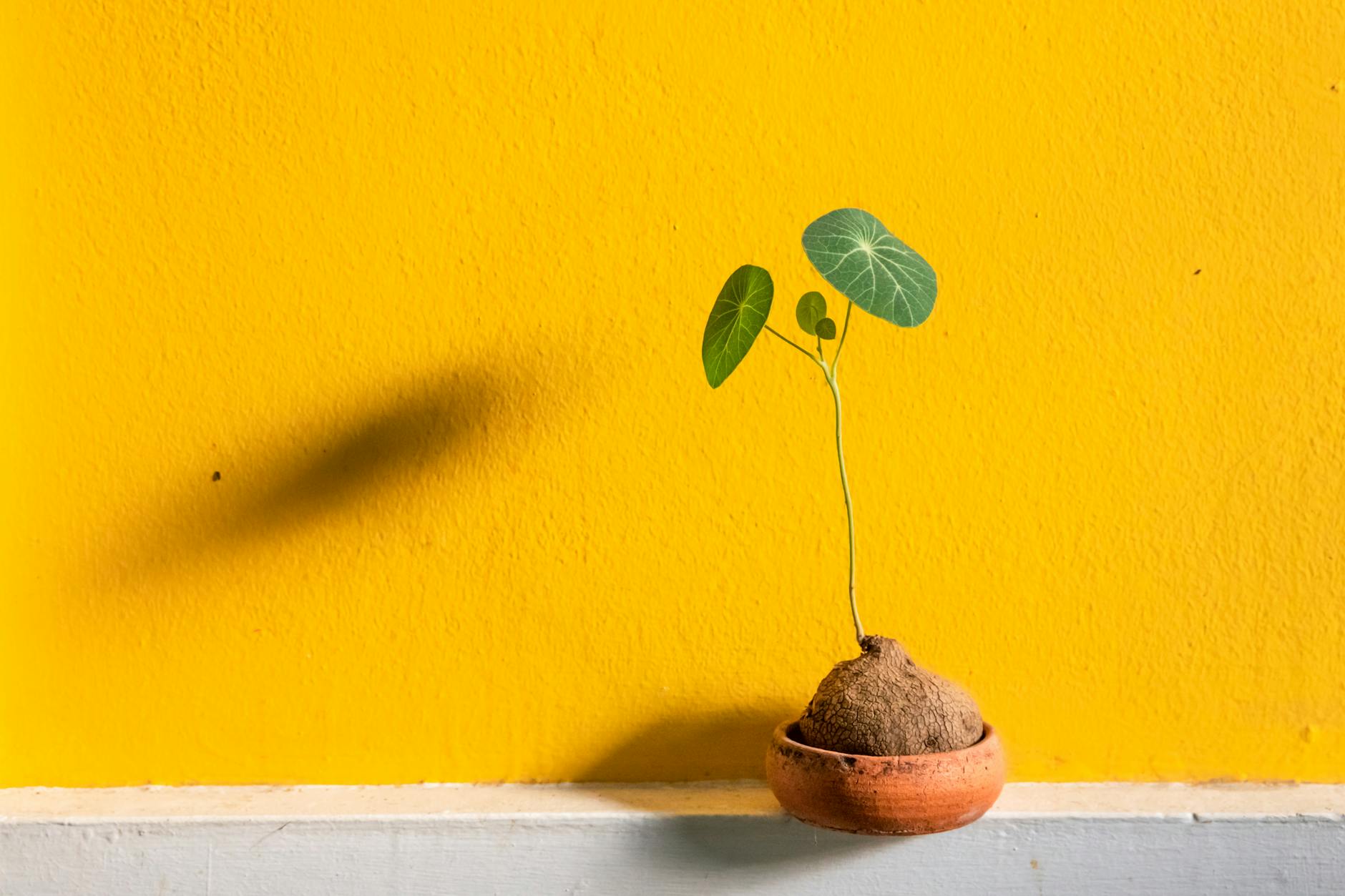 Why Are My Plant Leaves Turning Yellow? 7 Causes and How to Fix Each One