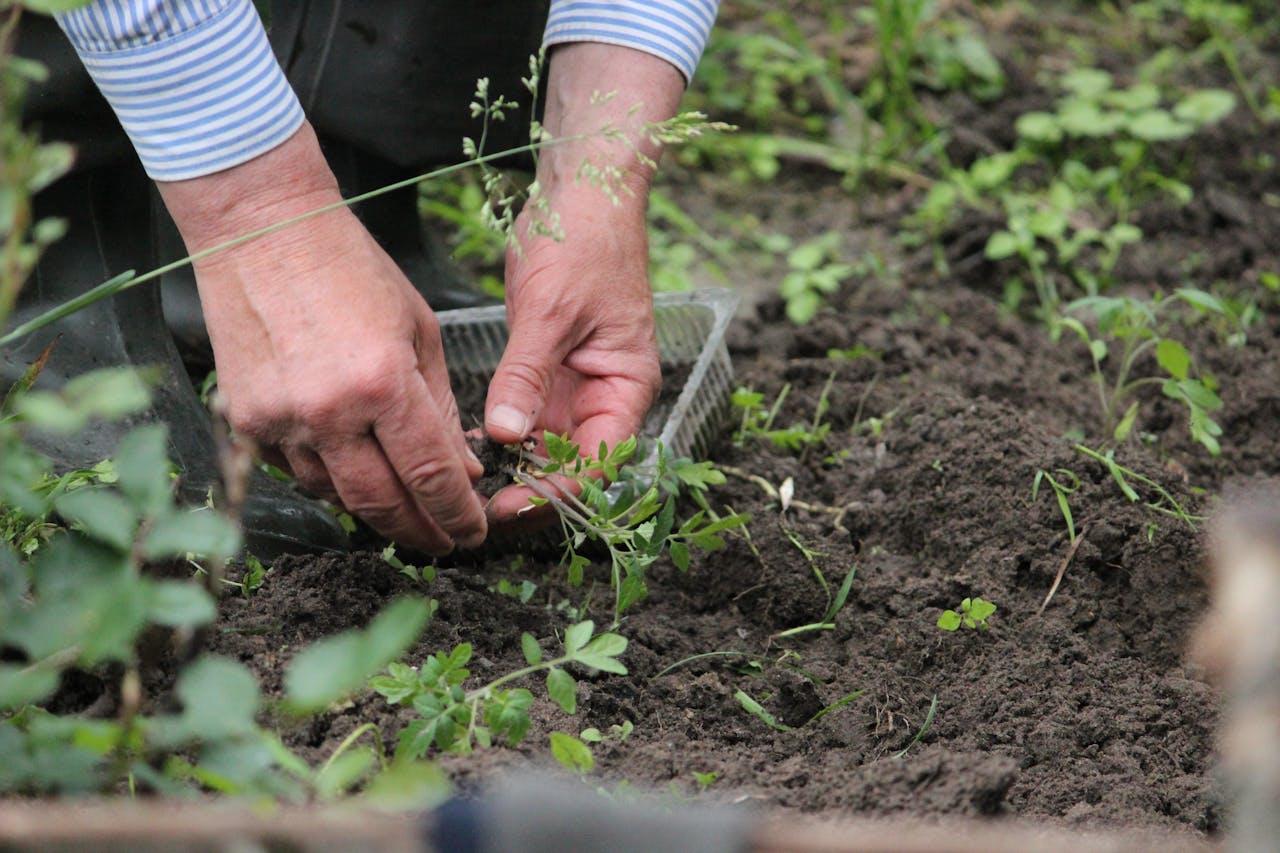 A person kneels to plant a young plant into the soil, demonstrating care for nature and gardening skills.