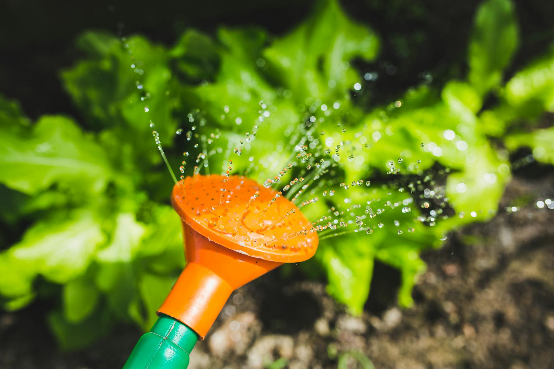 How Often Should I Water My Vegetable Garden? A Watering Guide by Plan