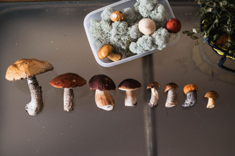 How Long Do Mushrooms Last in the Fridge? (And How to Store Them)