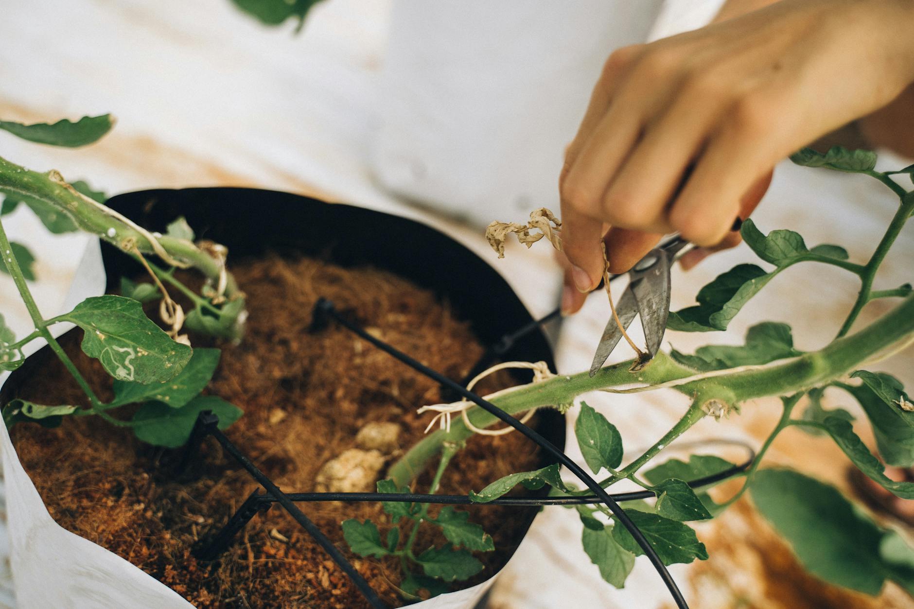 Should I Prune Tomato Suckers? Why It Matters and How to Do It