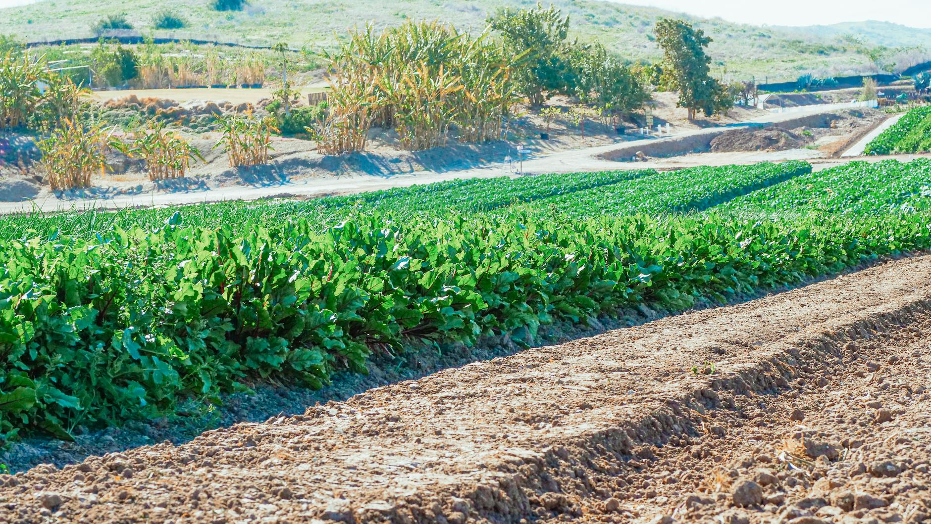 Growing Vegetables Through Winter: Overwintering Spinach and Green Onions