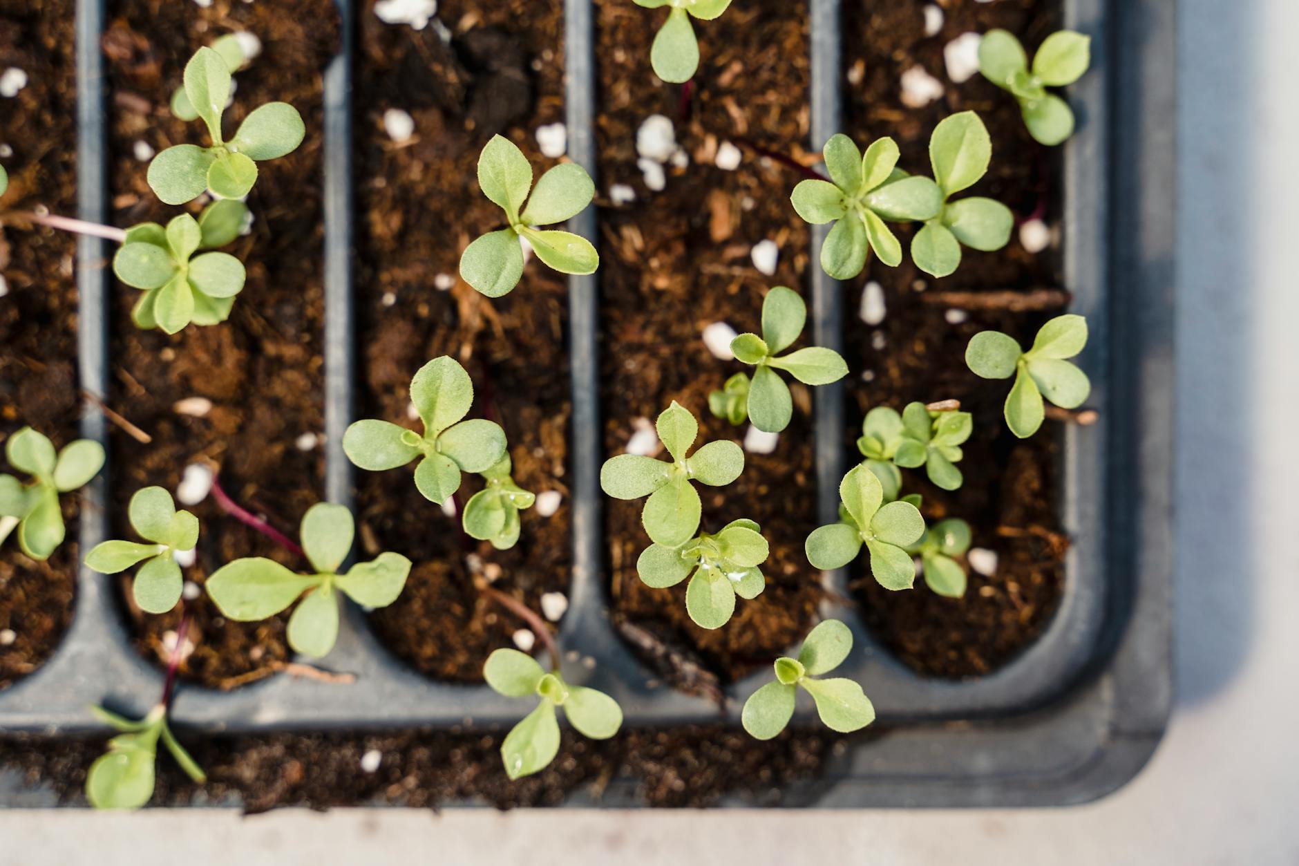Zone 8b Winter Planting Guide: What Grows and What to Start December