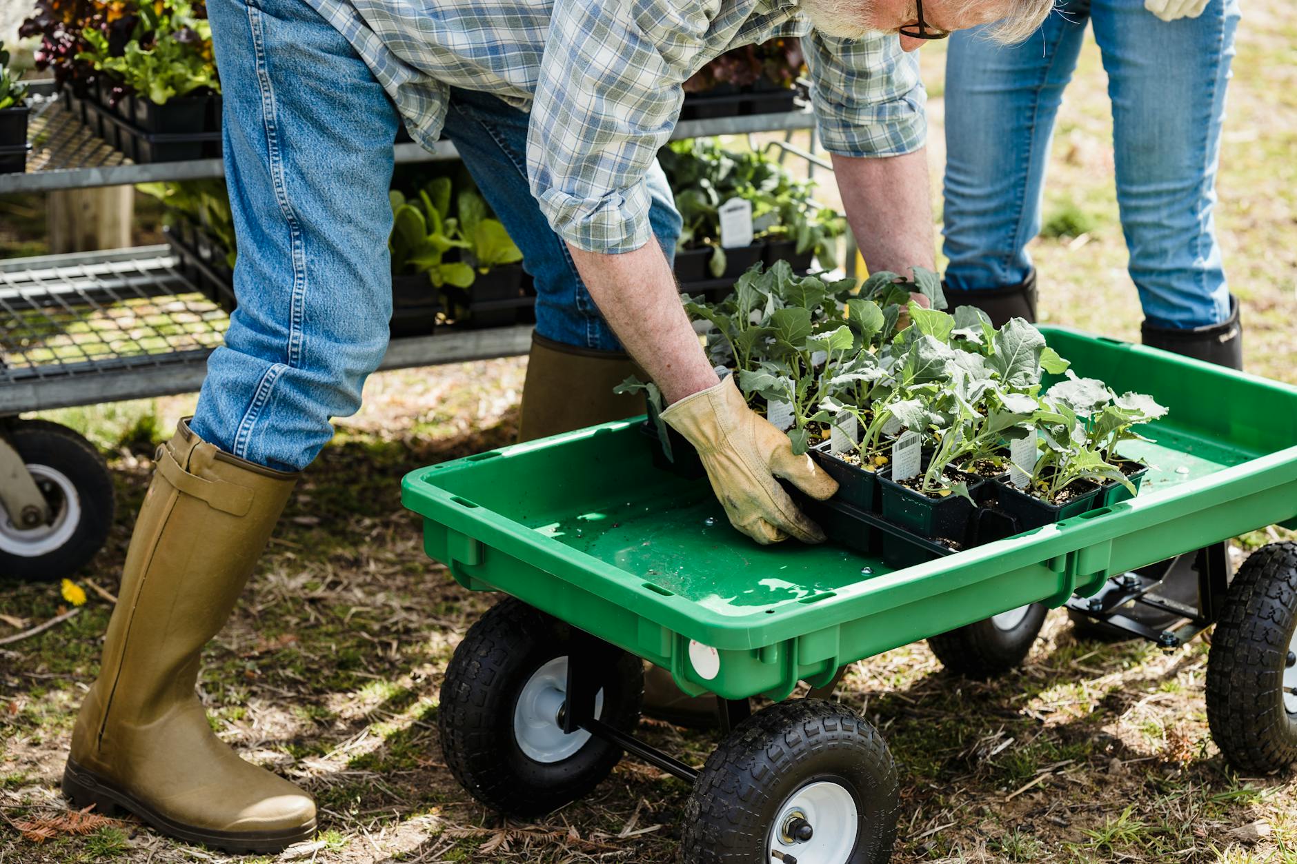 When and How to Transplant Tomato Seedlings Outdoors: A Complete Planting Guide