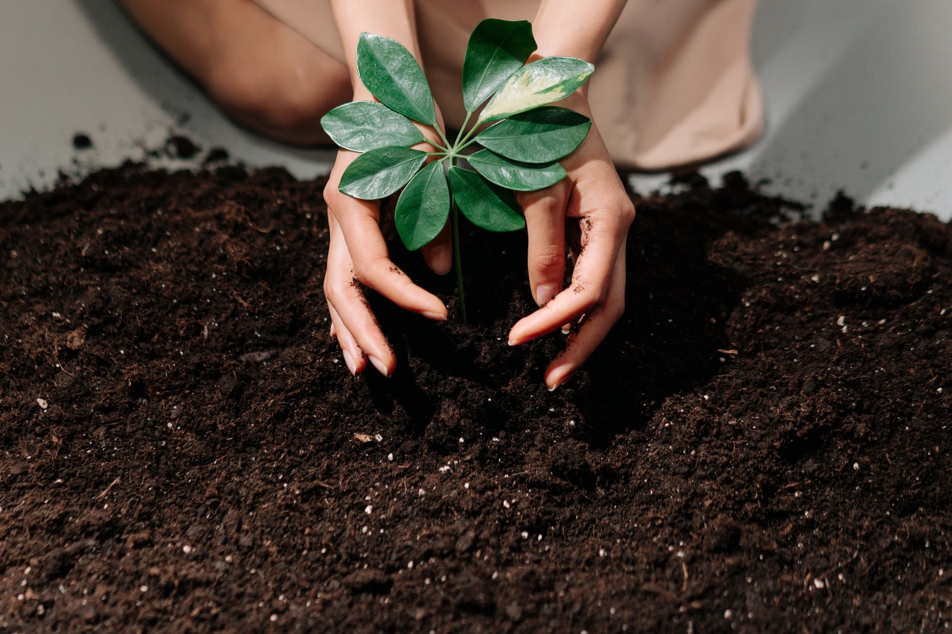 Compost vs. Fertilizer: What's the Difference?