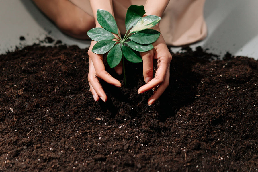 Compost vs. Fertilizer: What's the Difference?