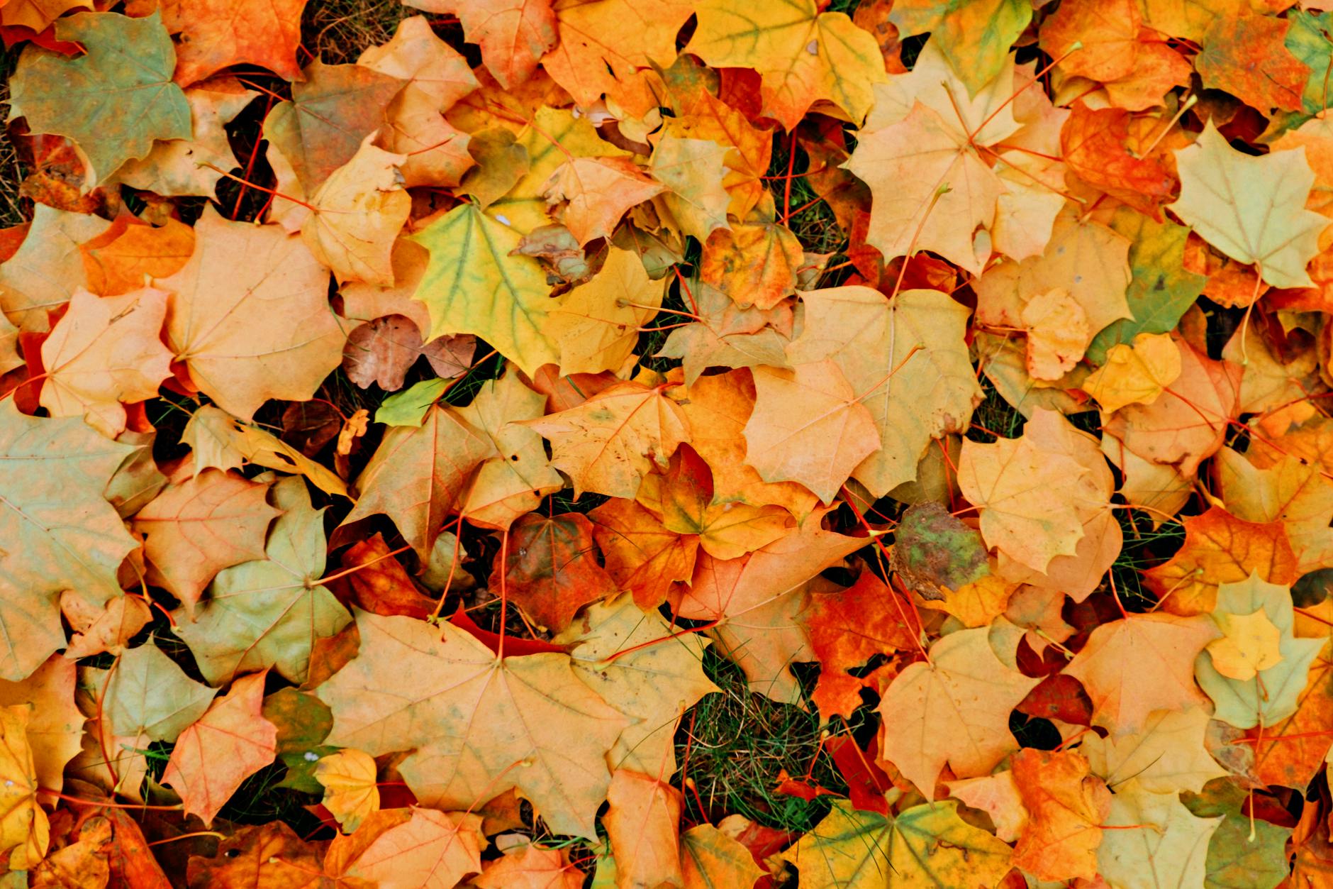 Zone 7b Fall Planting Guide: September Through November